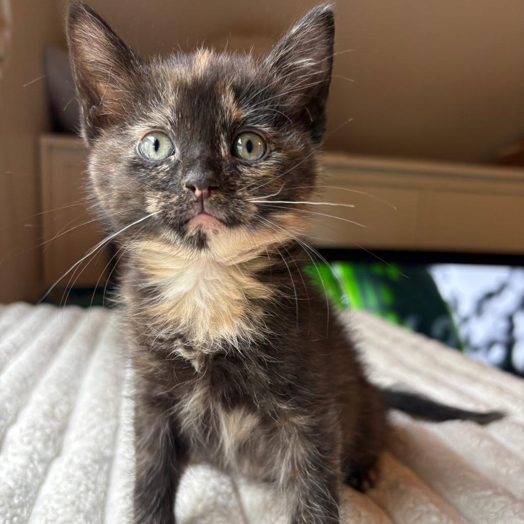 Enlarge Kyra, a Adoptable Domestic Short Hair in Fulton, MO image 2/4