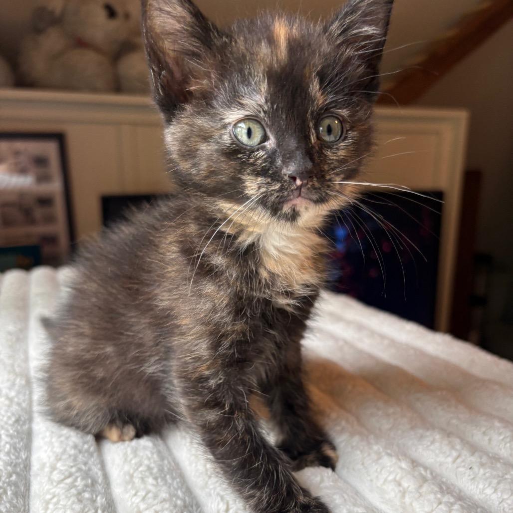 Enlarge Kyra, a Adoptable Domestic Short Hair in Fulton, MO image 3/4