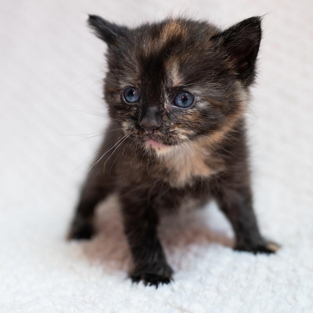 Enlarge Kyra, a Adoptable Domestic Short Hair in Fulton, MO image 4/4