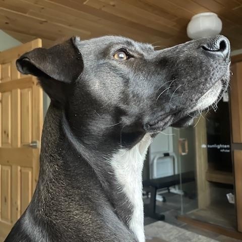 Freddy, Adoptable, Young Male Black Labrador Retriever & Whippet.