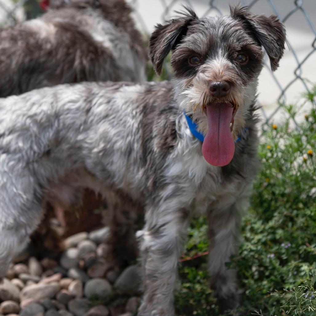 Digit (JN25-497), a Adoptable Schnauzer in Bendena, KS image 1/6