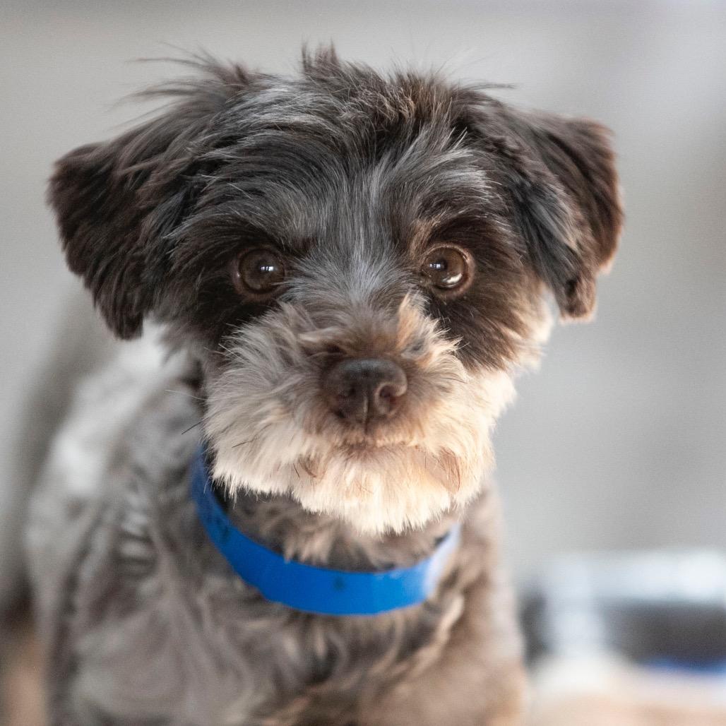 Digit (JN25-497), a Adoptable Schnauzer in Bendena, KS image 2/6