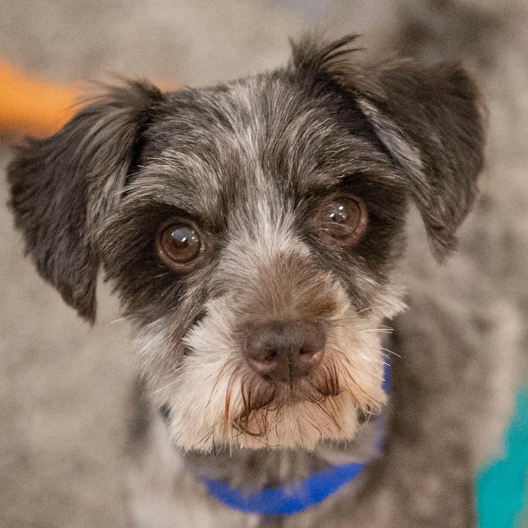Digit (JN25-497), a Adoptable Schnauzer in Bendena, KS image 3/6
