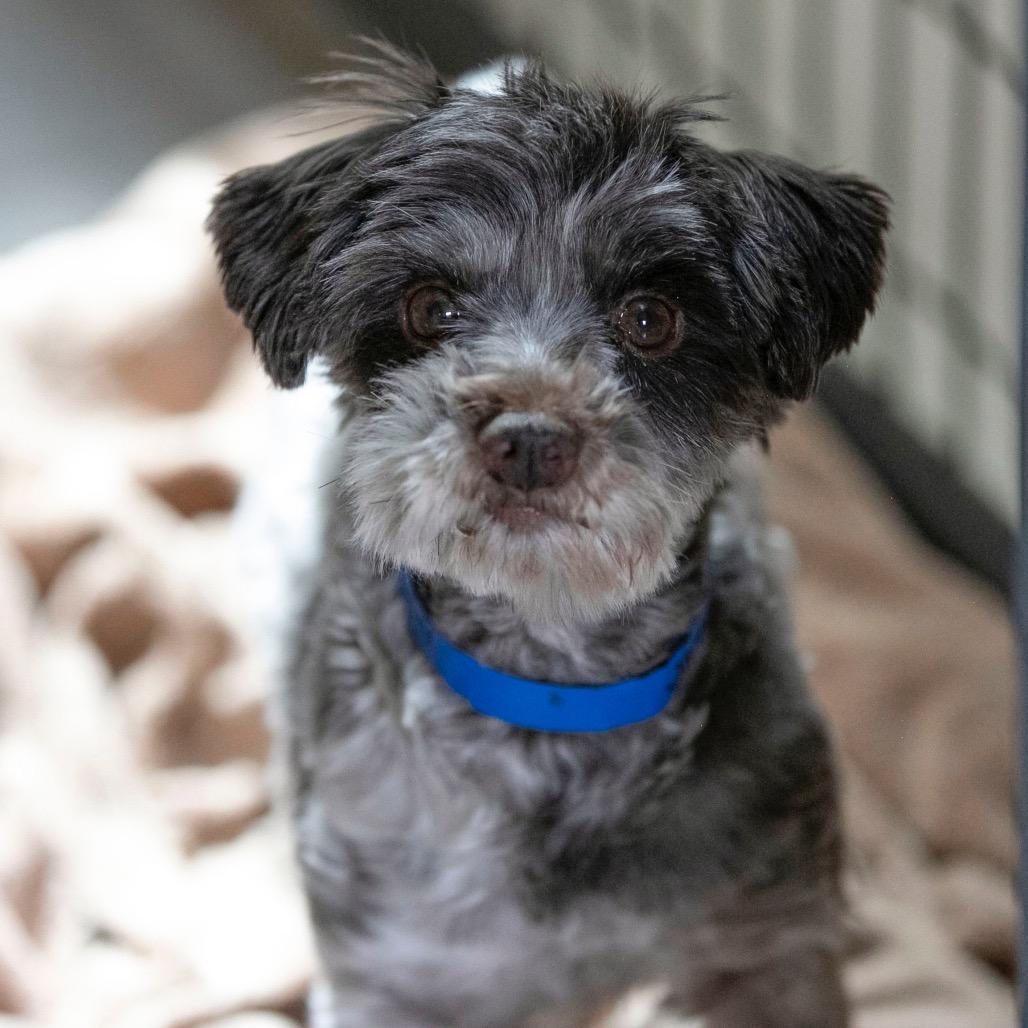 Digit (JN25-497), a Adoptable Schnauzer in Bendena, KS image 5/6