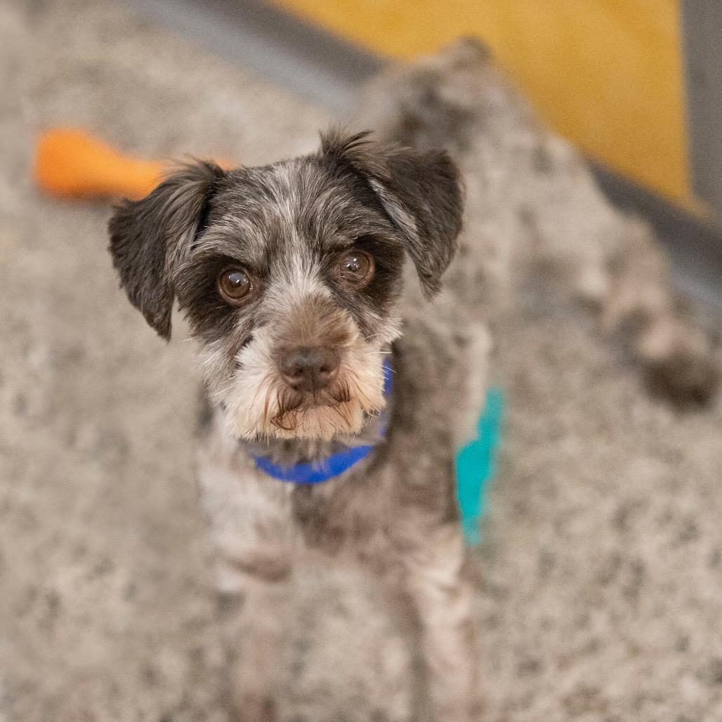 Digit (JN25-497), a Adoptable Schnauzer in Bendena, KS image 6/6