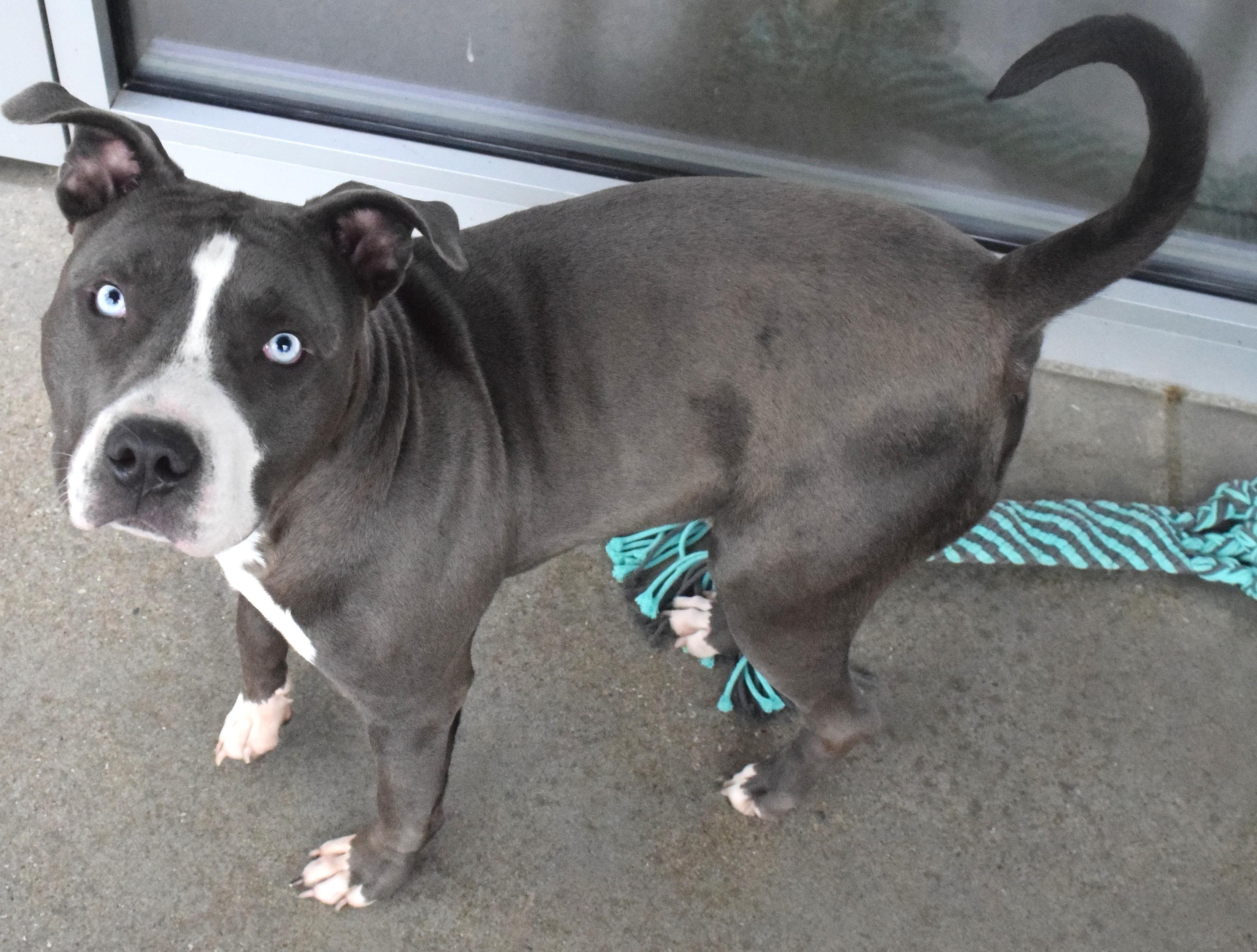 Enlarge #22141 "Duke", a ADOPTABLE mixed breed in Broken Arrow, OK image 1/1