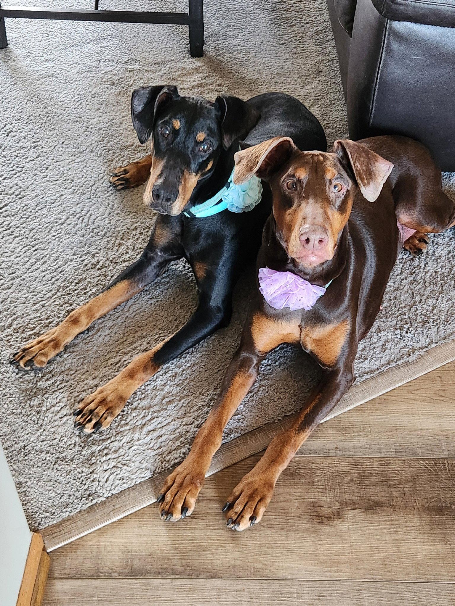 Jean, Adoptable, Adult Female Doberman Pinscher.