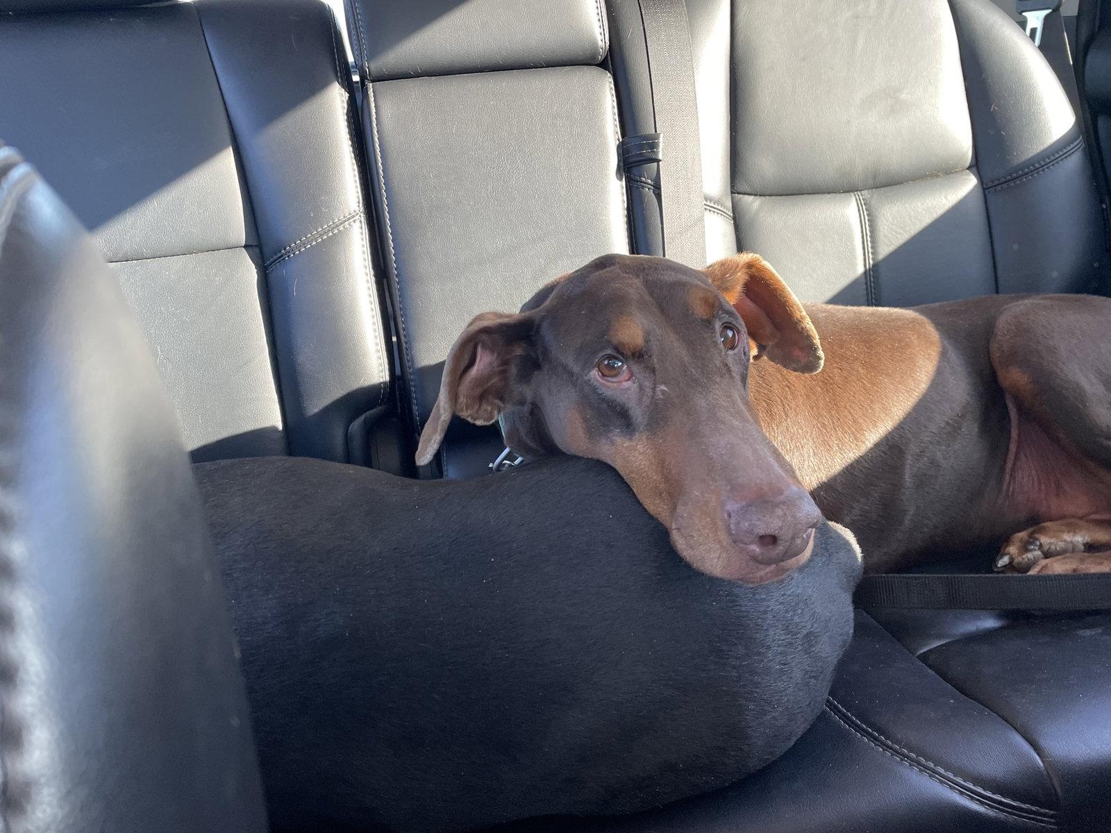 Enlarge Jean, a Adoptable Doberman Pinscher in Minneapolis, MN image 2/3