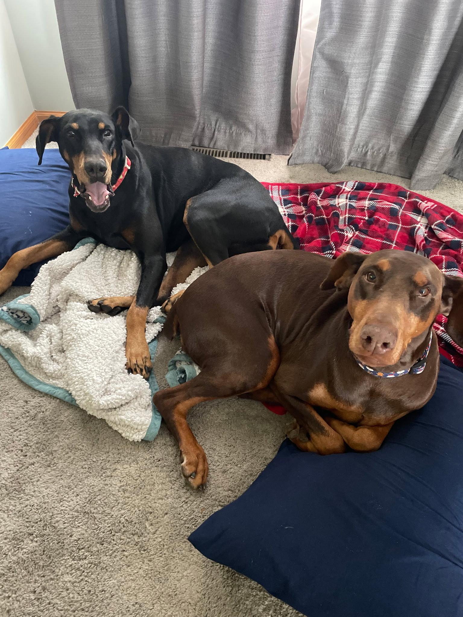 Enlarge Jean, a Adoptable Doberman Pinscher in Minneapolis, MN image 3/3