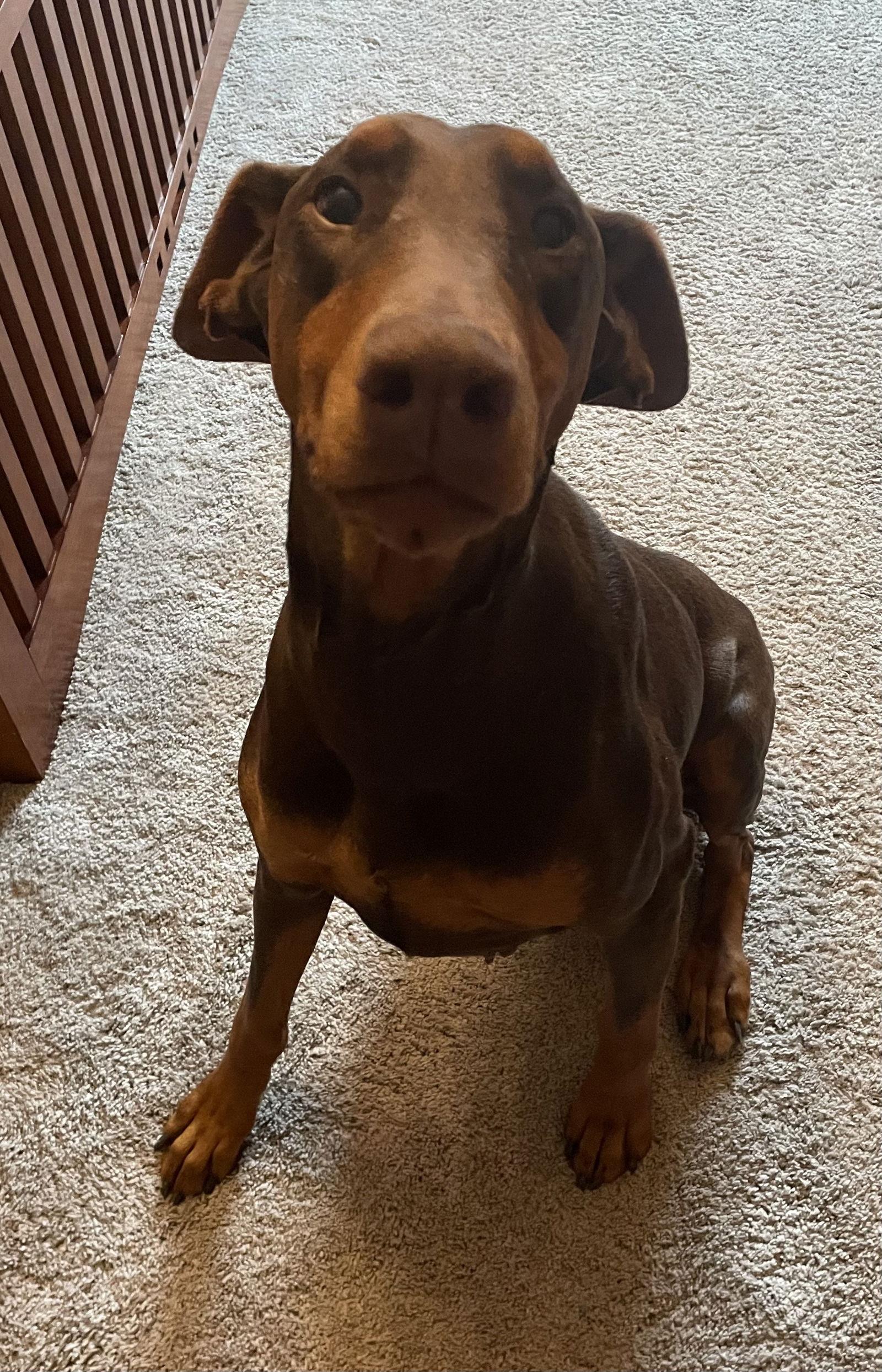 Jean, Adoptable, Adult Female Doberman Pinscher.