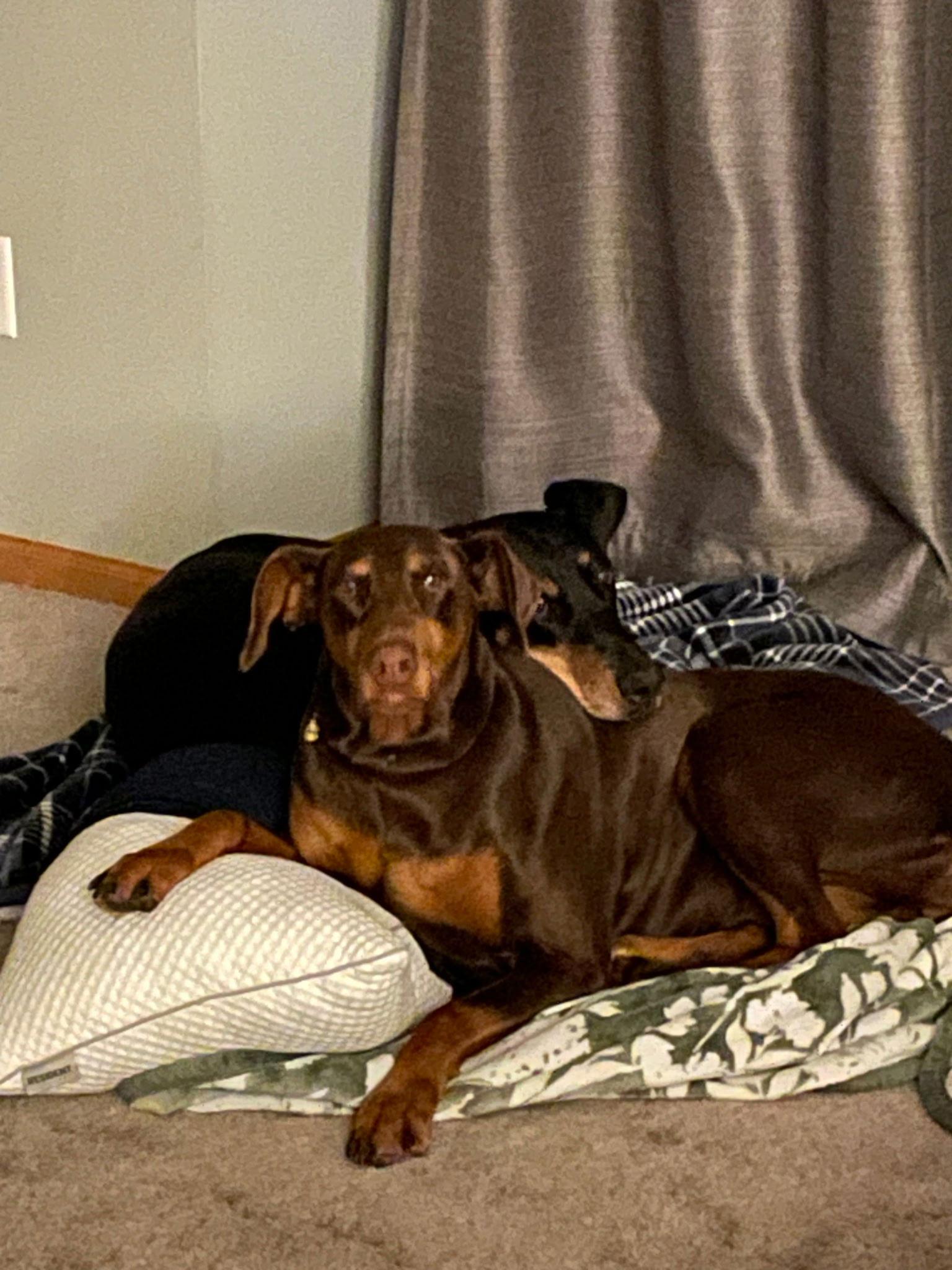 Enlarge Jean, a Adoptable Doberman Pinscher in Minneapolis, MN image 2/3