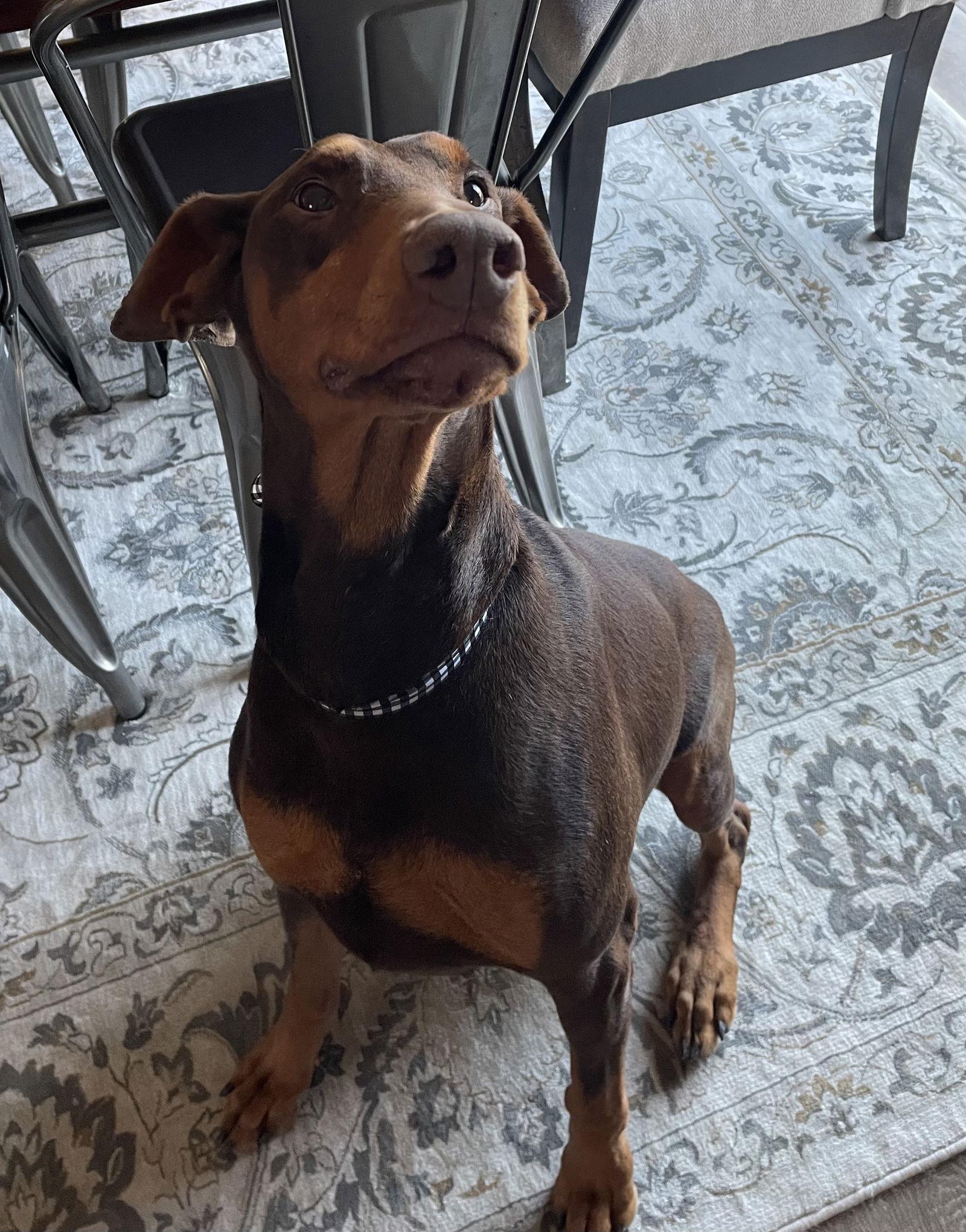 Enlarge Jean, a Adoptable Doberman Pinscher in Minneapolis, MN image 3/3