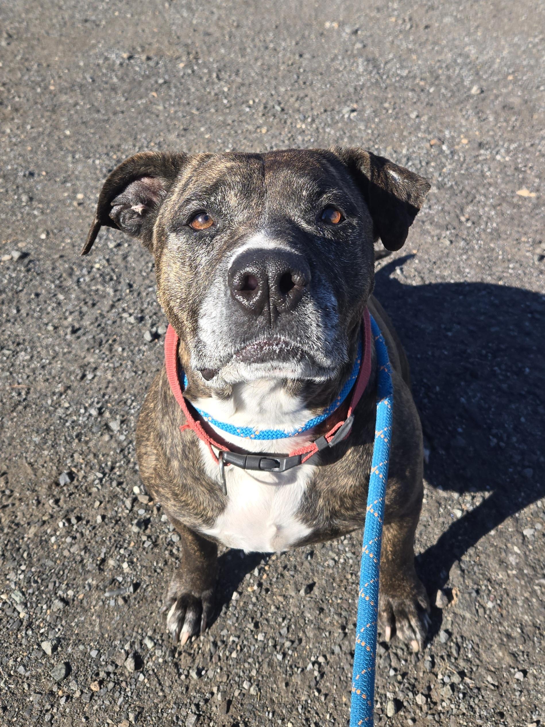 Enlarge Vanessa, an adopted Pit Bull Terrier in Trenton, NJ image 1/3