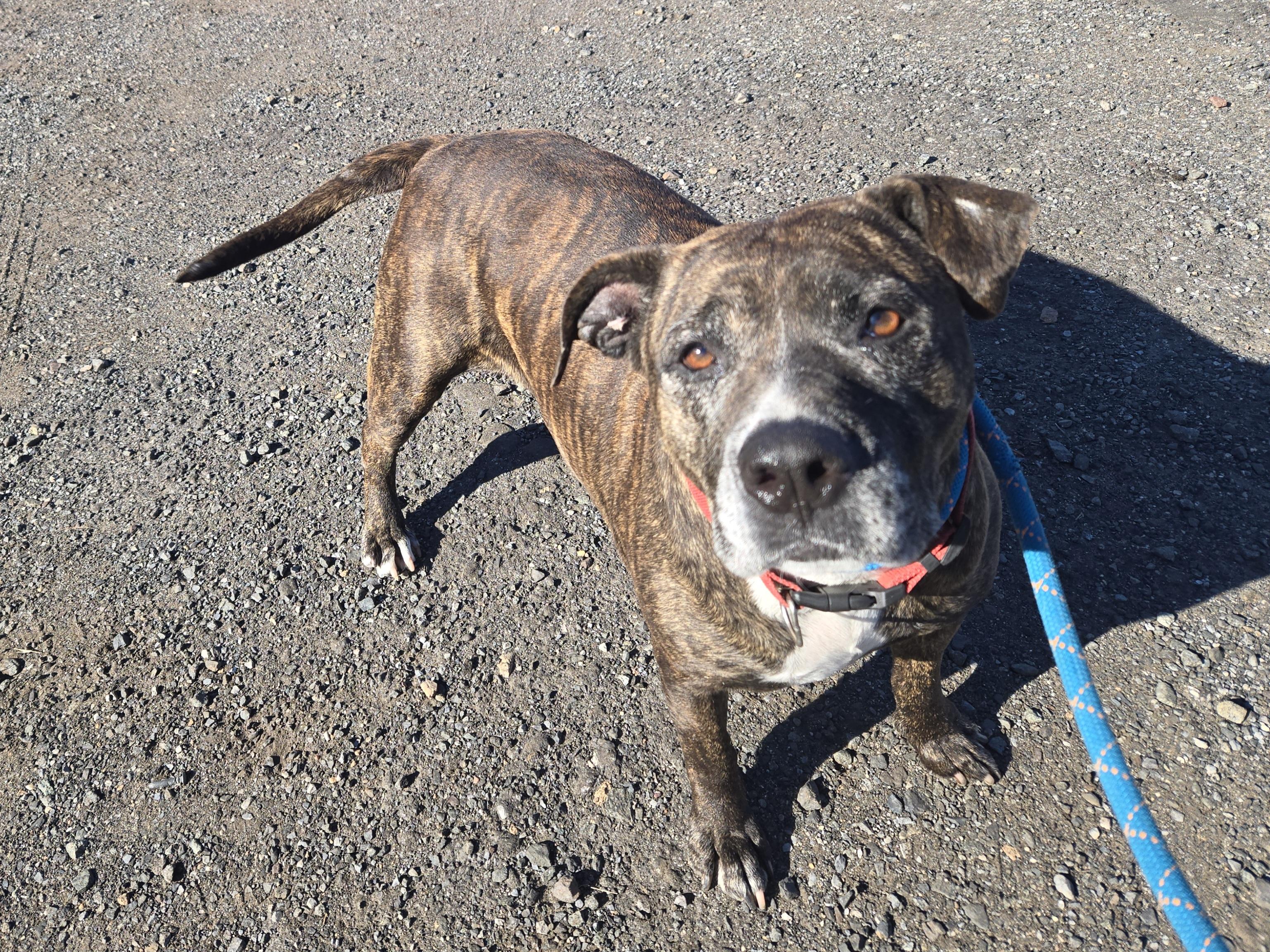 Enlarge Vanessa, an adopted Pit Bull Terrier in Trenton, NJ image 2/3