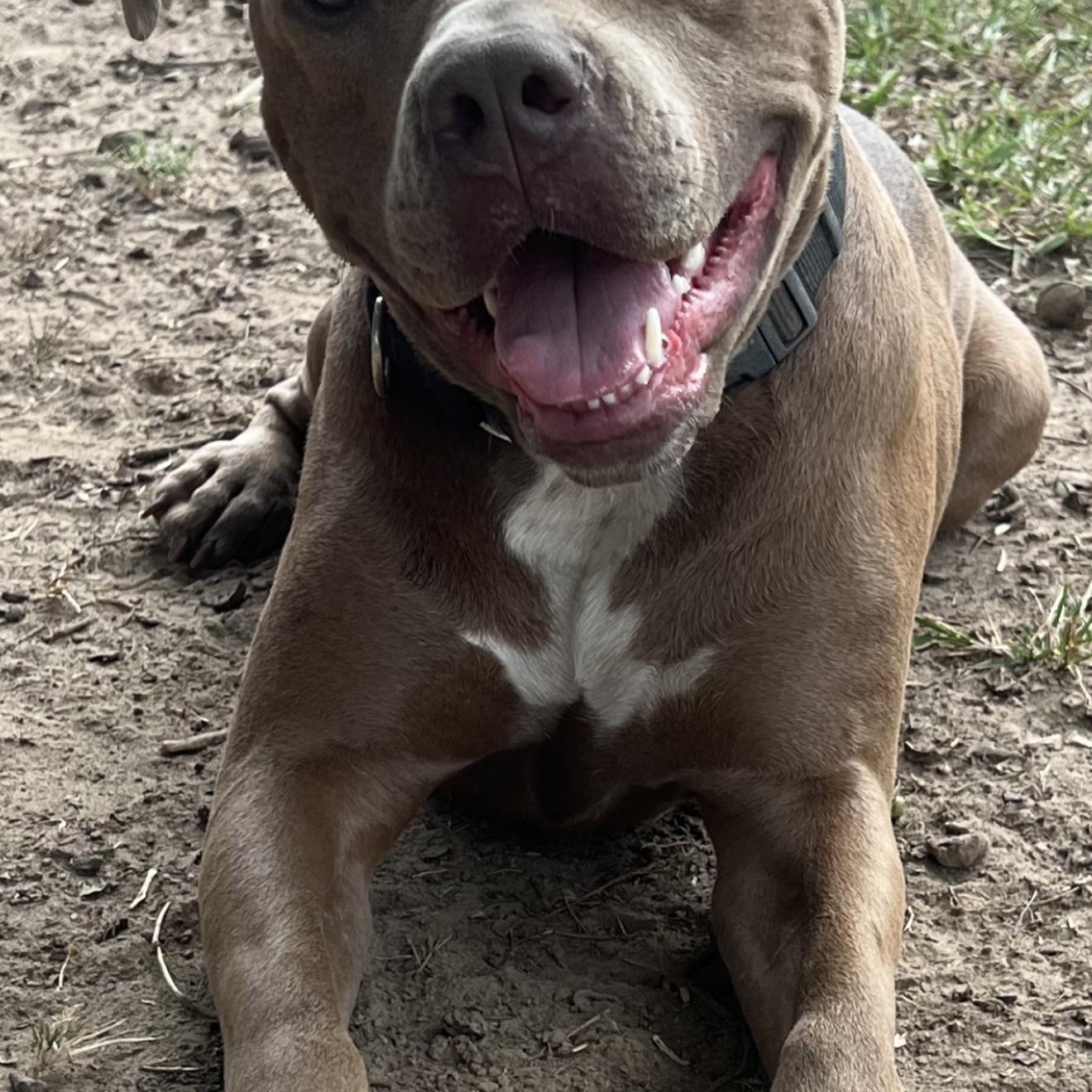 Enlarge Mochi , a Adoptable Pit Bull Terrier in Madison, WI image 2/5