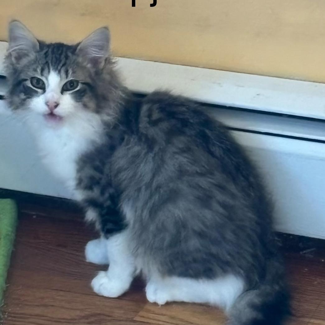 Enlarge Flapjack, a ADOPTABLE Domestic Medium Hair in west Warwick, RI image 1/1