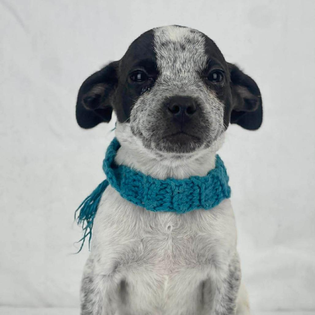 Wafer, a Adoptable Mixed Breed in Lufkin, TX image 1/3