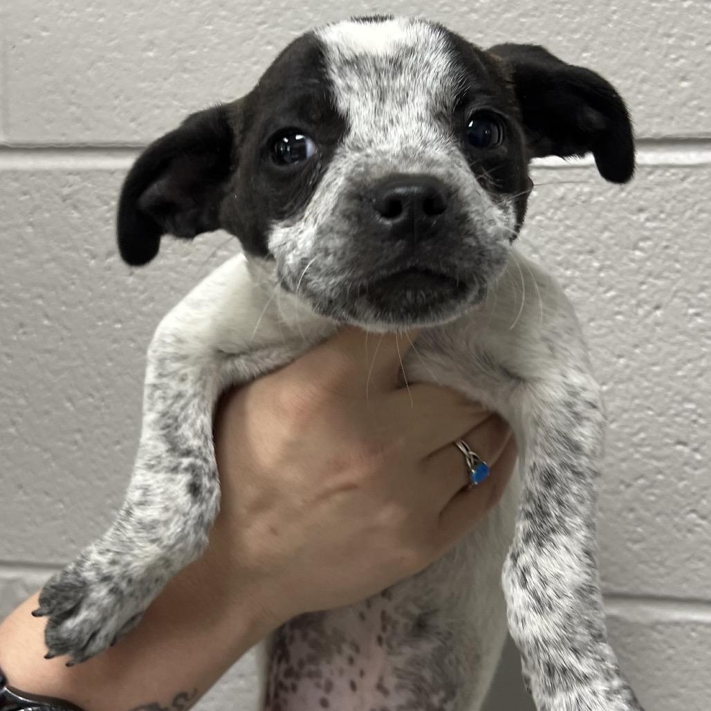 Wafer, a Adoptable Mixed Breed in Lufkin, TX image 2/3