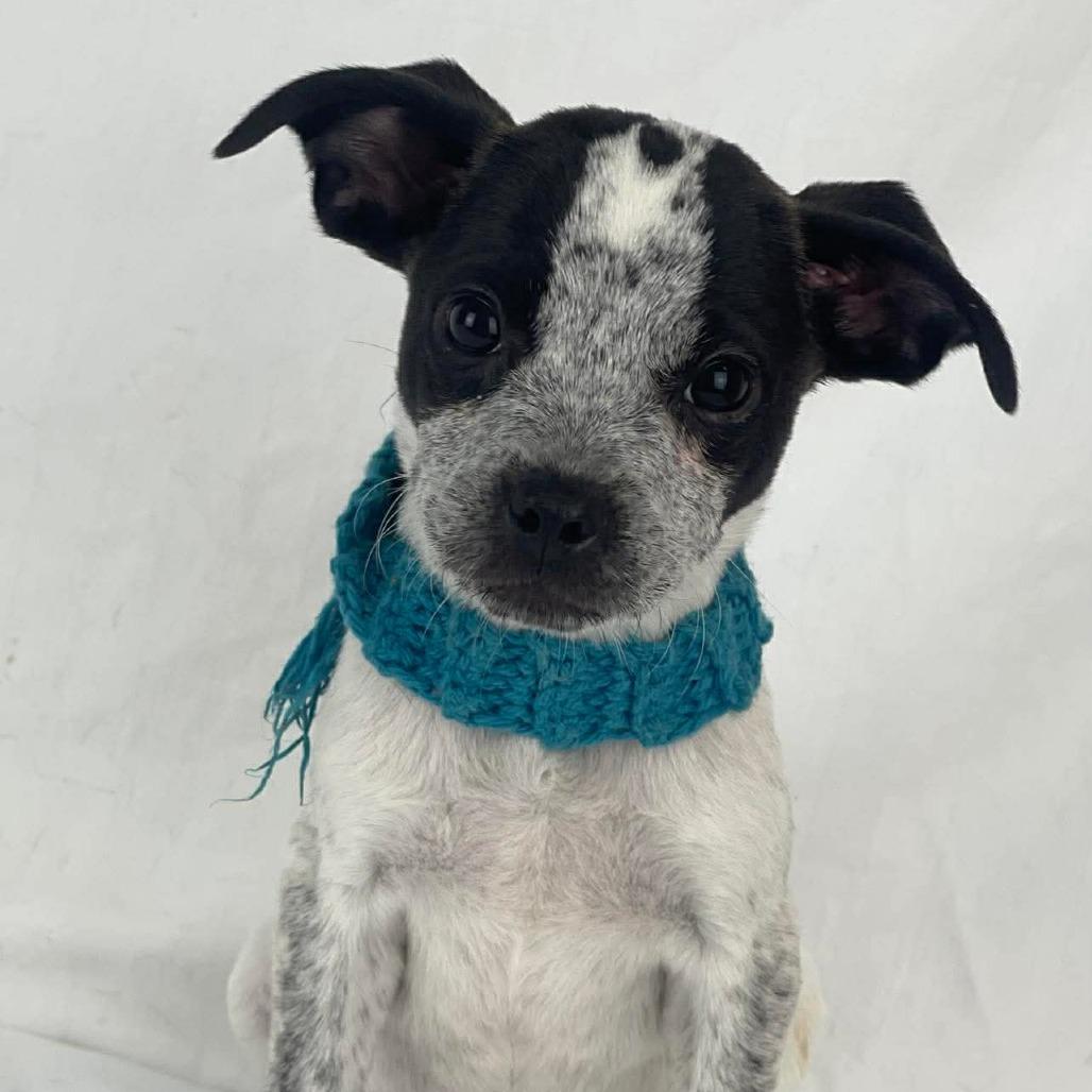 Wafer, a Adoptable Mixed Breed in Lufkin, TX image 3/3