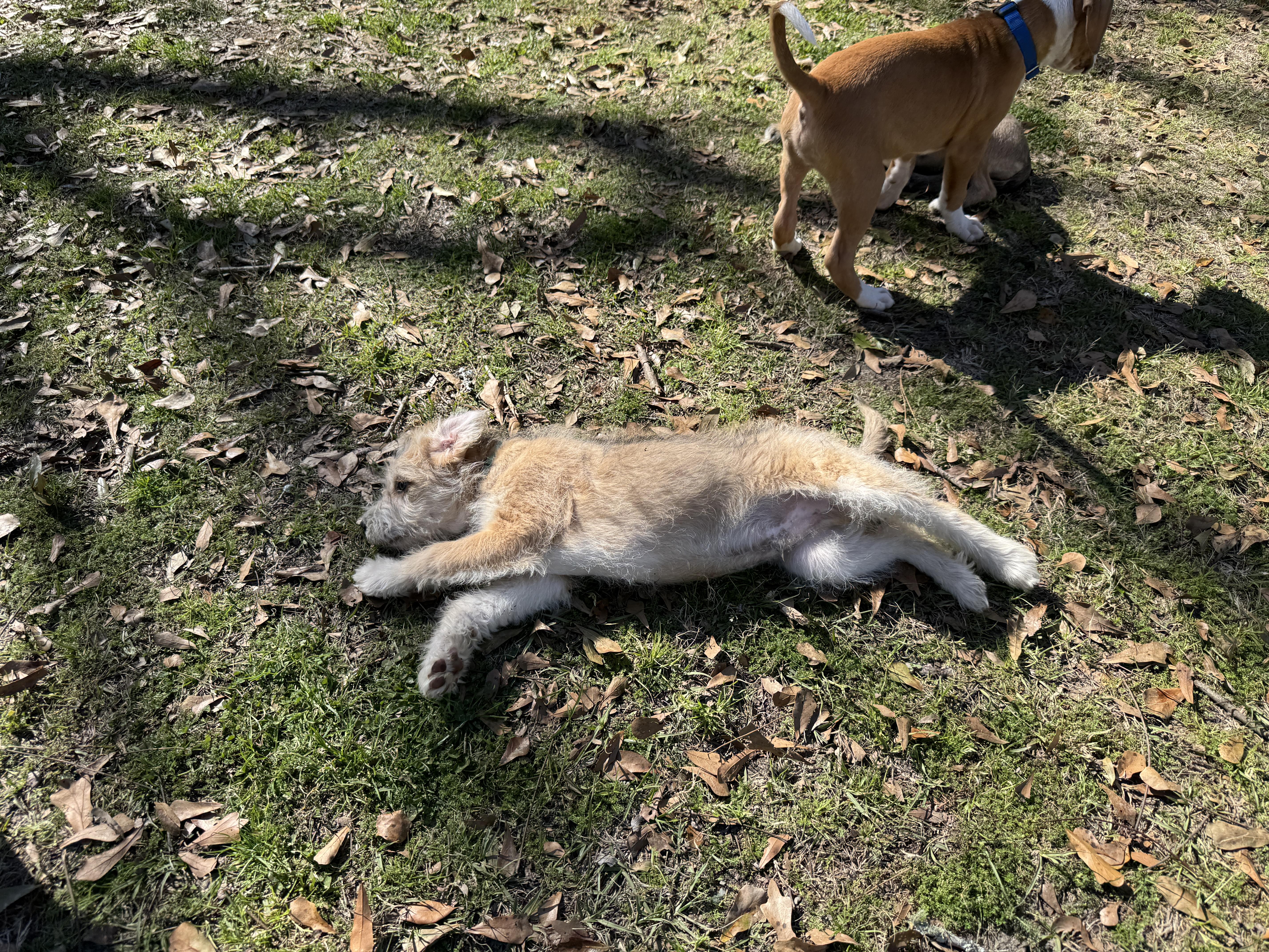Enlarge Tommy , an adopted Mixed Breed in Argyle, NY image 4/6