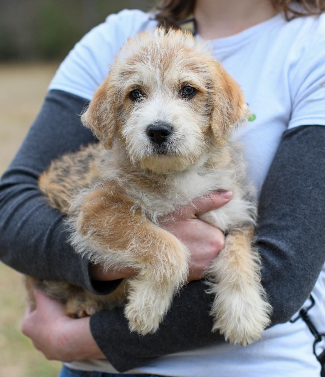 Enlarge Tommy , an adopted Mixed Breed in Argyle, NY image 1/6