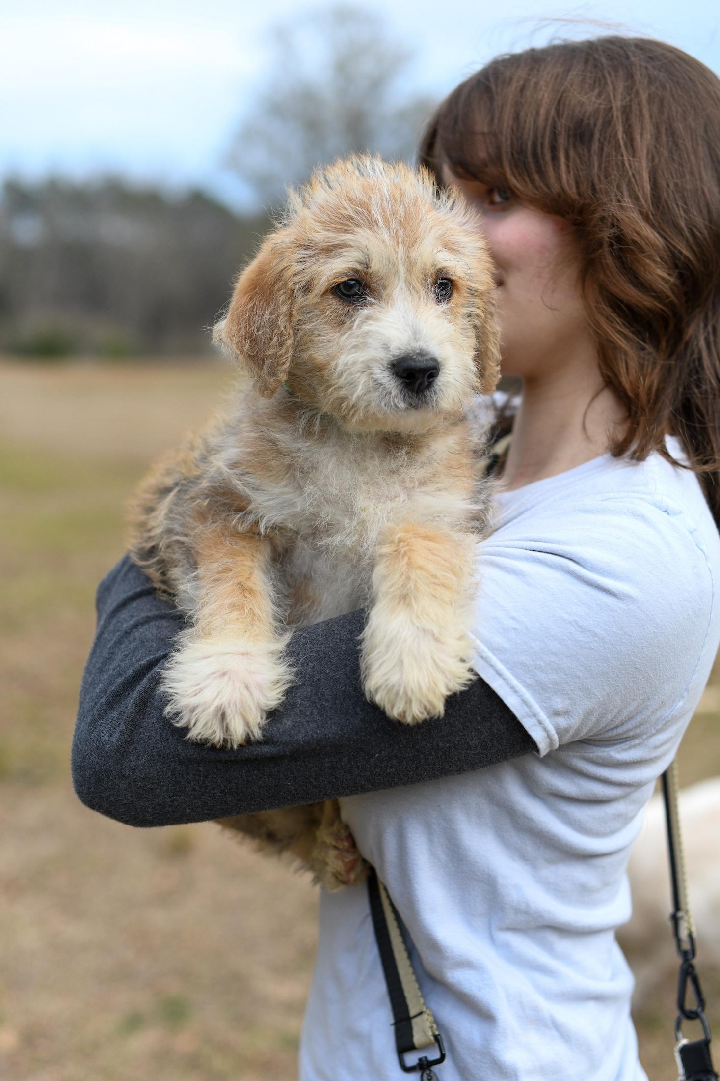 Enlarge Tommy , an adopted Mixed Breed in Argyle, NY image 2/6
