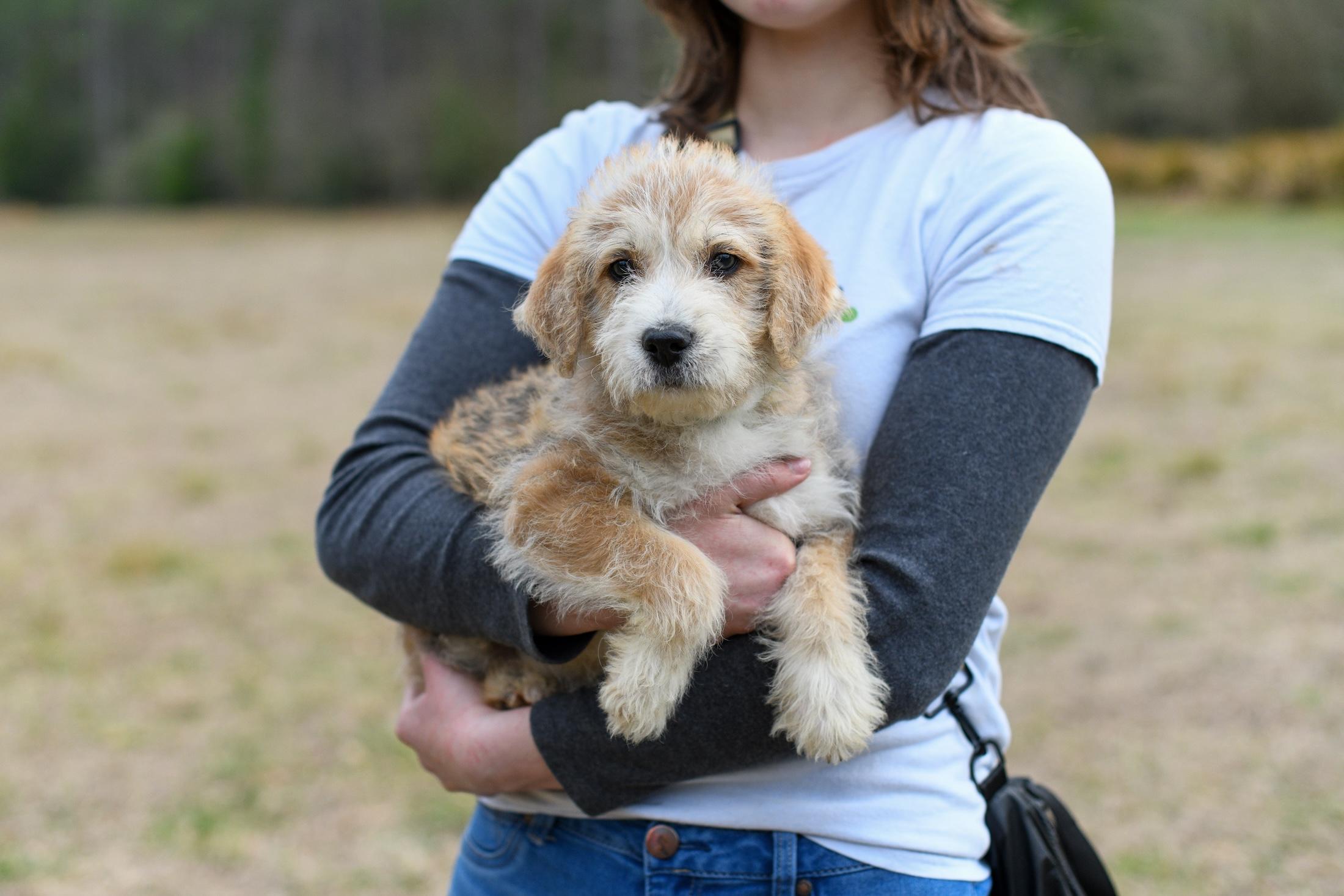 Enlarge Tommy , an adopted Mixed Breed in Argyle, NY image 6/6