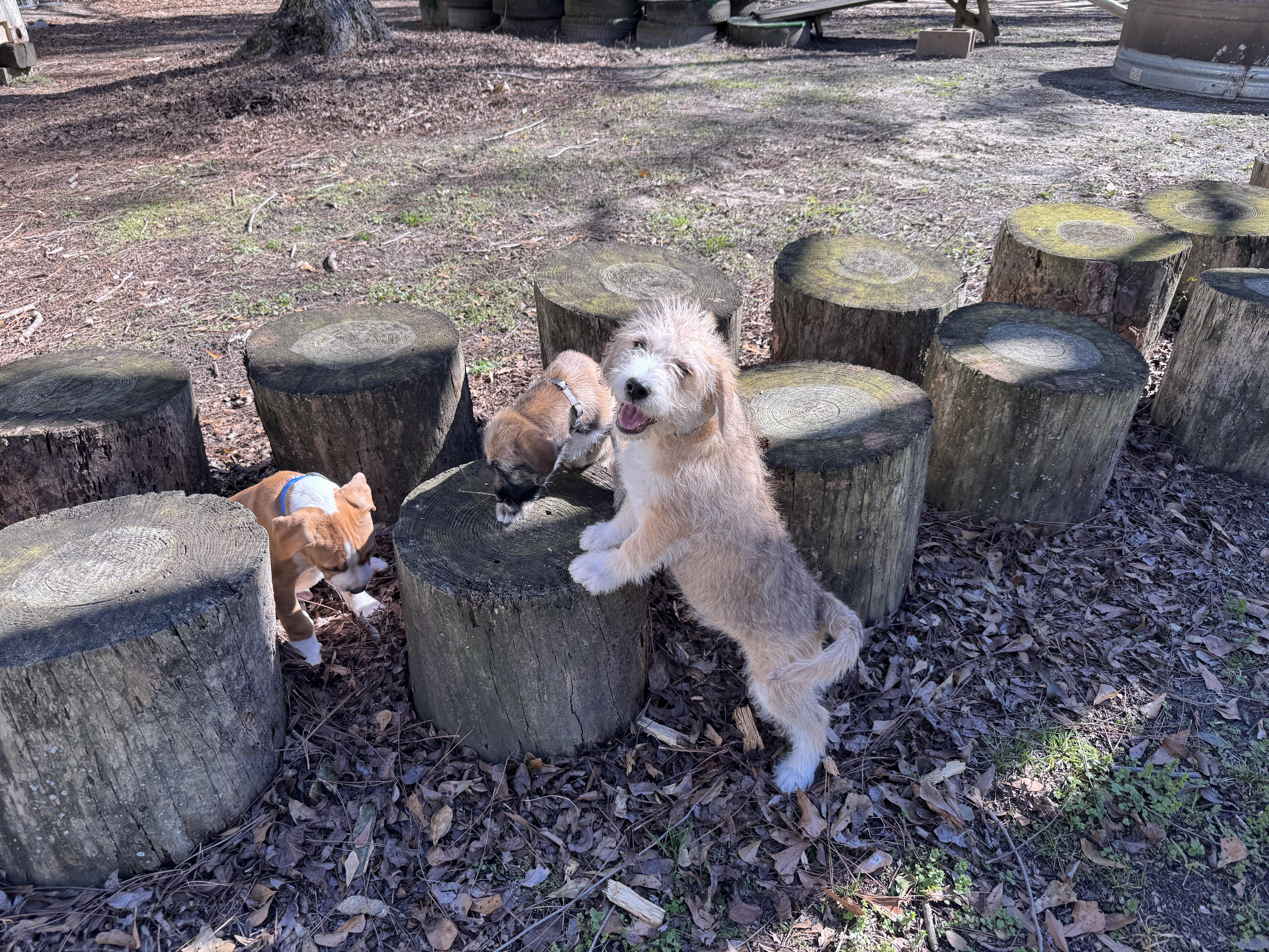 Enlarge Tommy , an adopted Mixed Breed in Argyle, NY image 5/6
