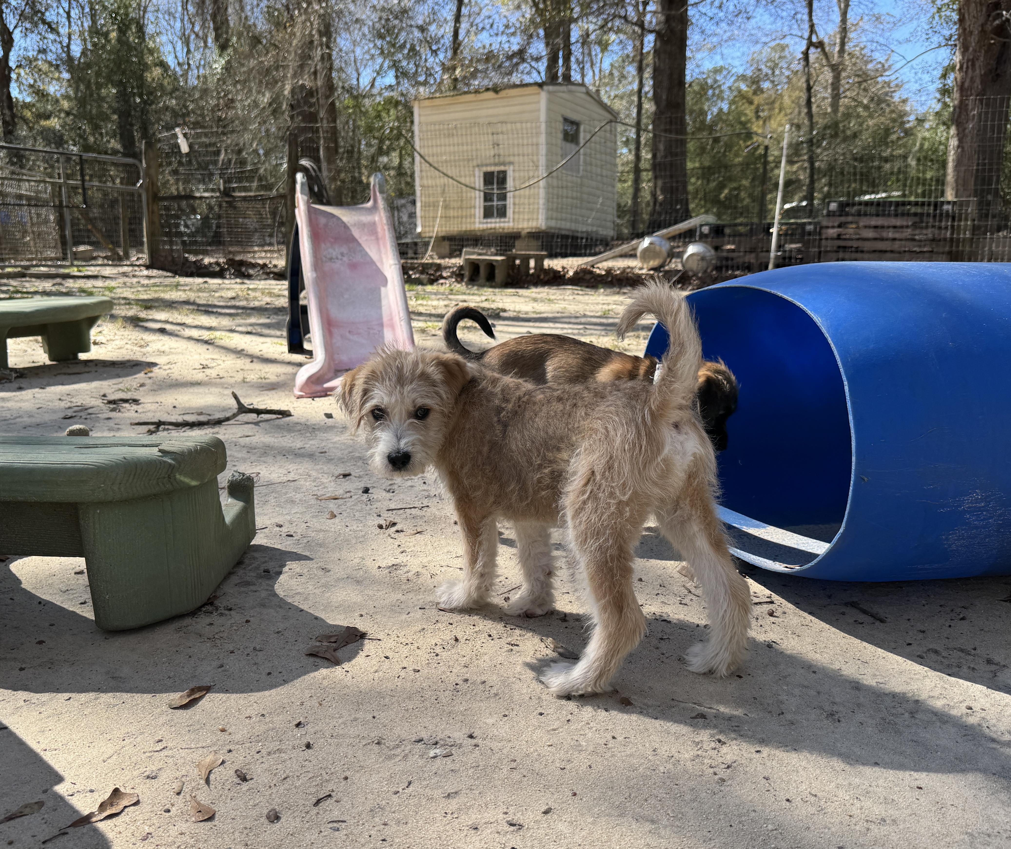 Enlarge Tommy , an adopted Mixed Breed in Argyle, NY image 3/6