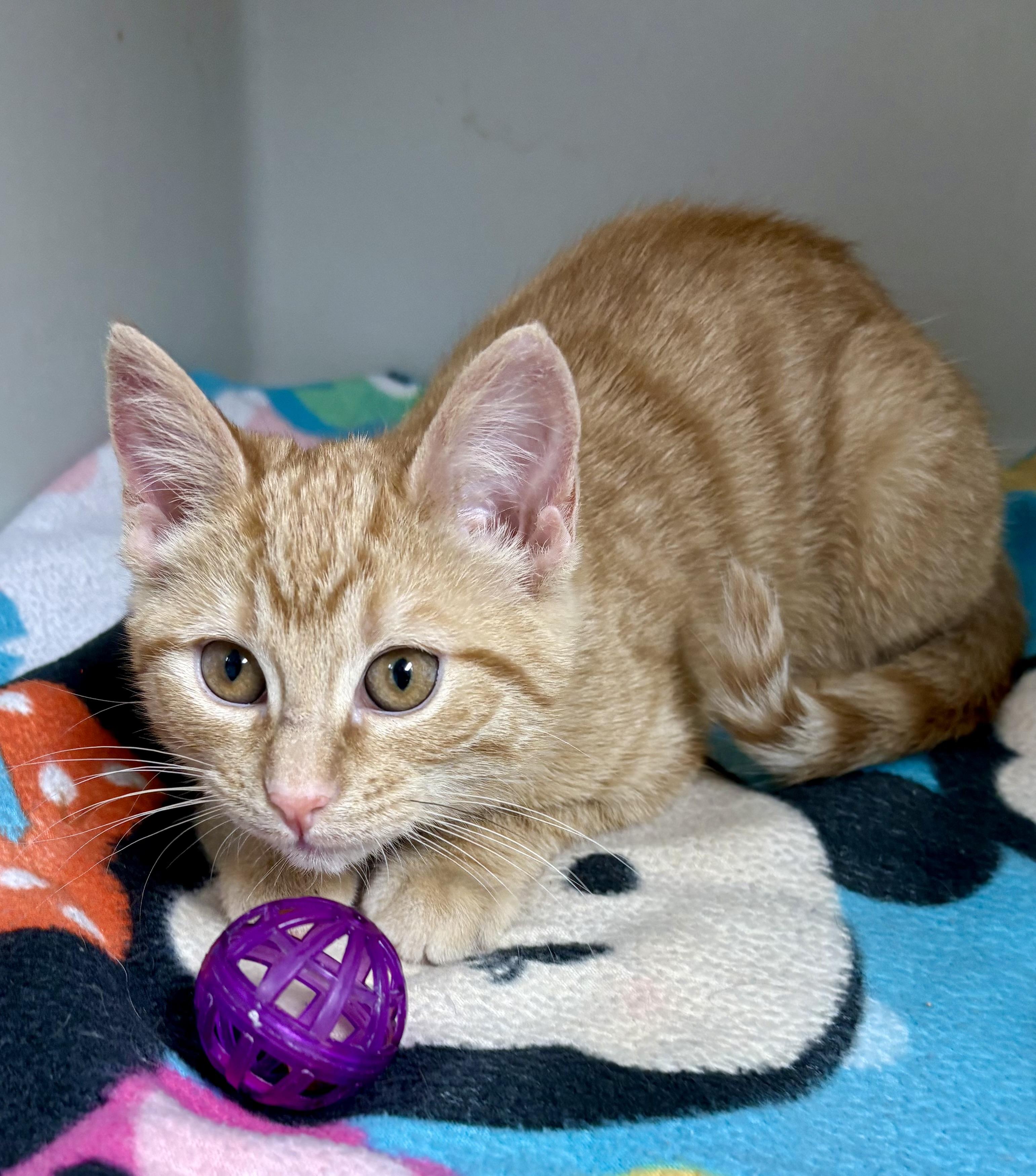Enlarge Ginger Gold , an adopted mixed breed in Charles City, IA image 3/4