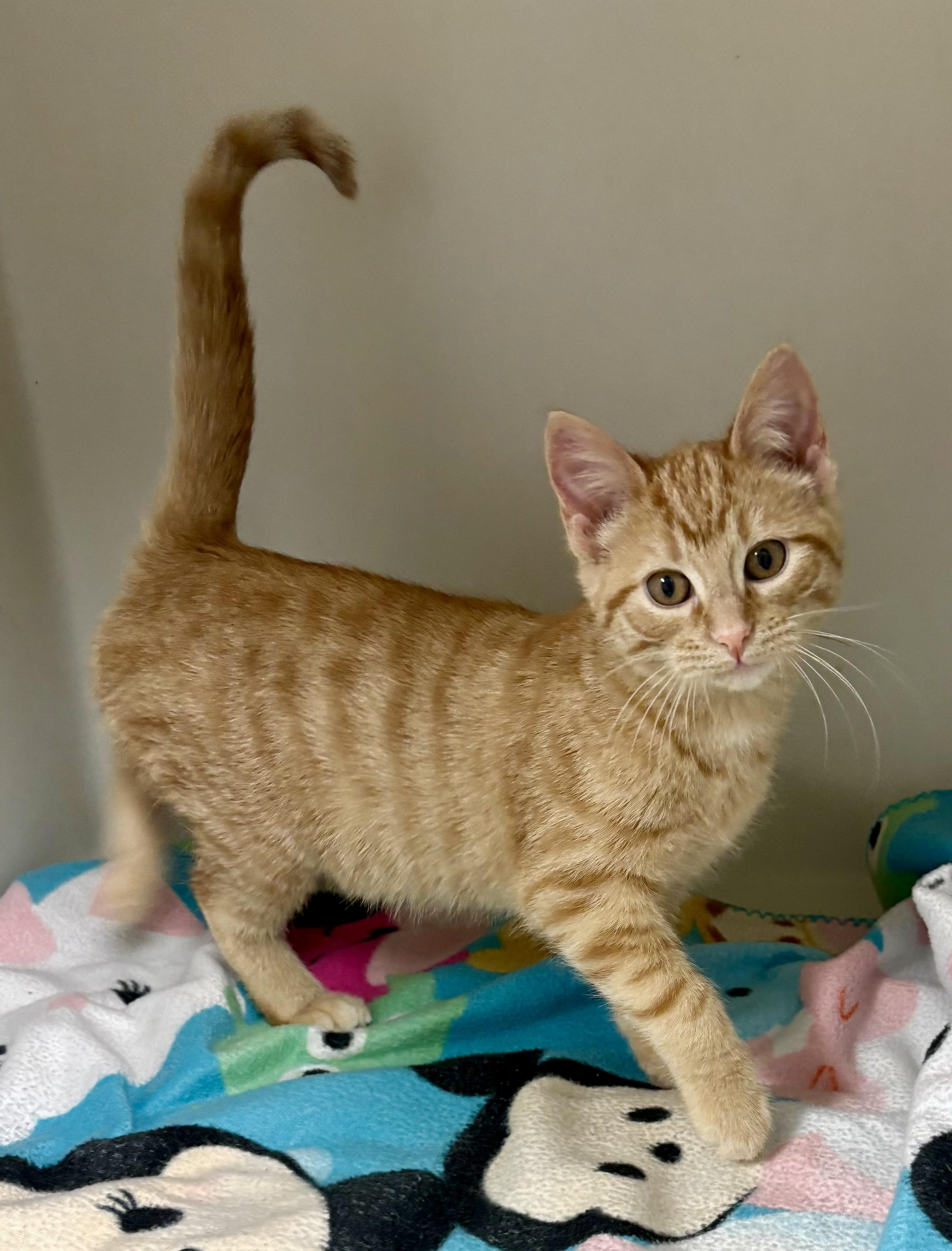Enlarge Ginger Gold , an adopted mixed breed in Charles City, IA image 2/4
