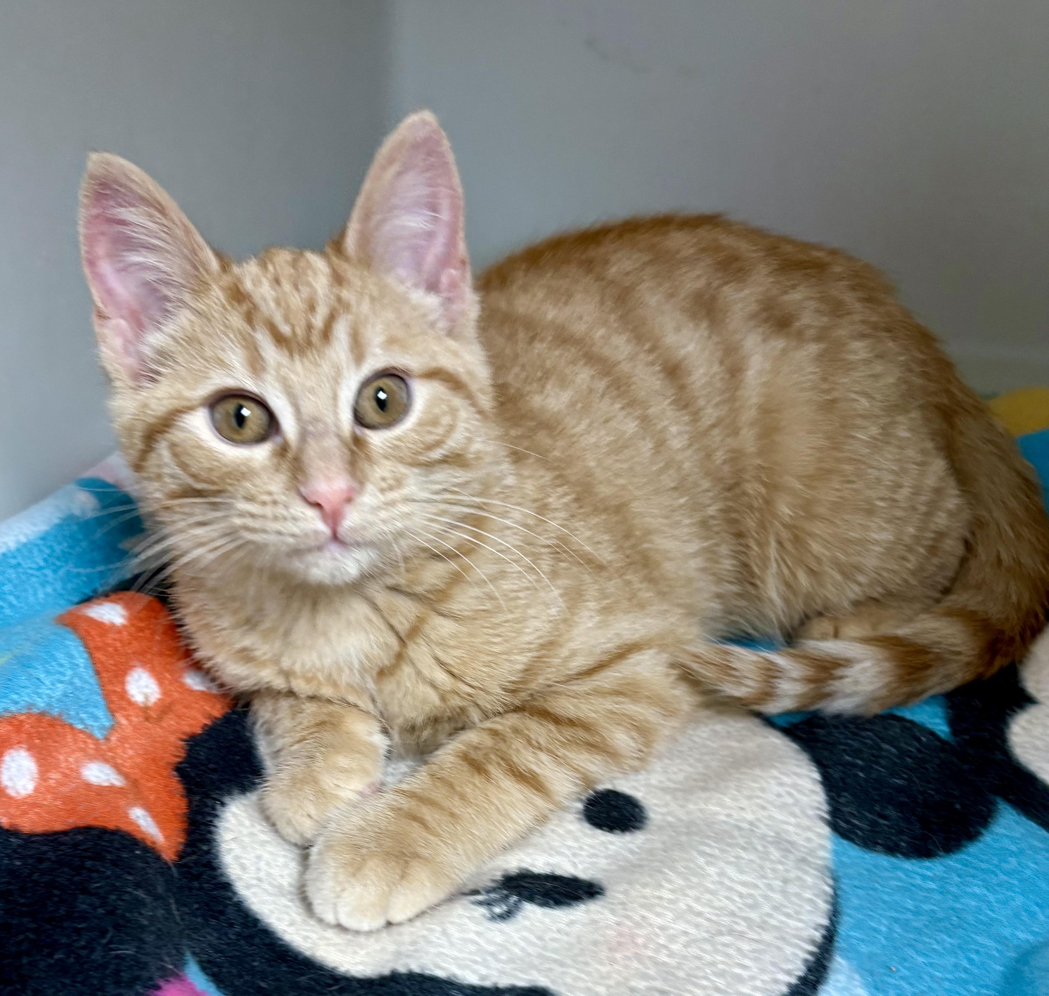 Ginger Gold , ADOPTABLE, Young Female Domestic Short Hair & Tabby.