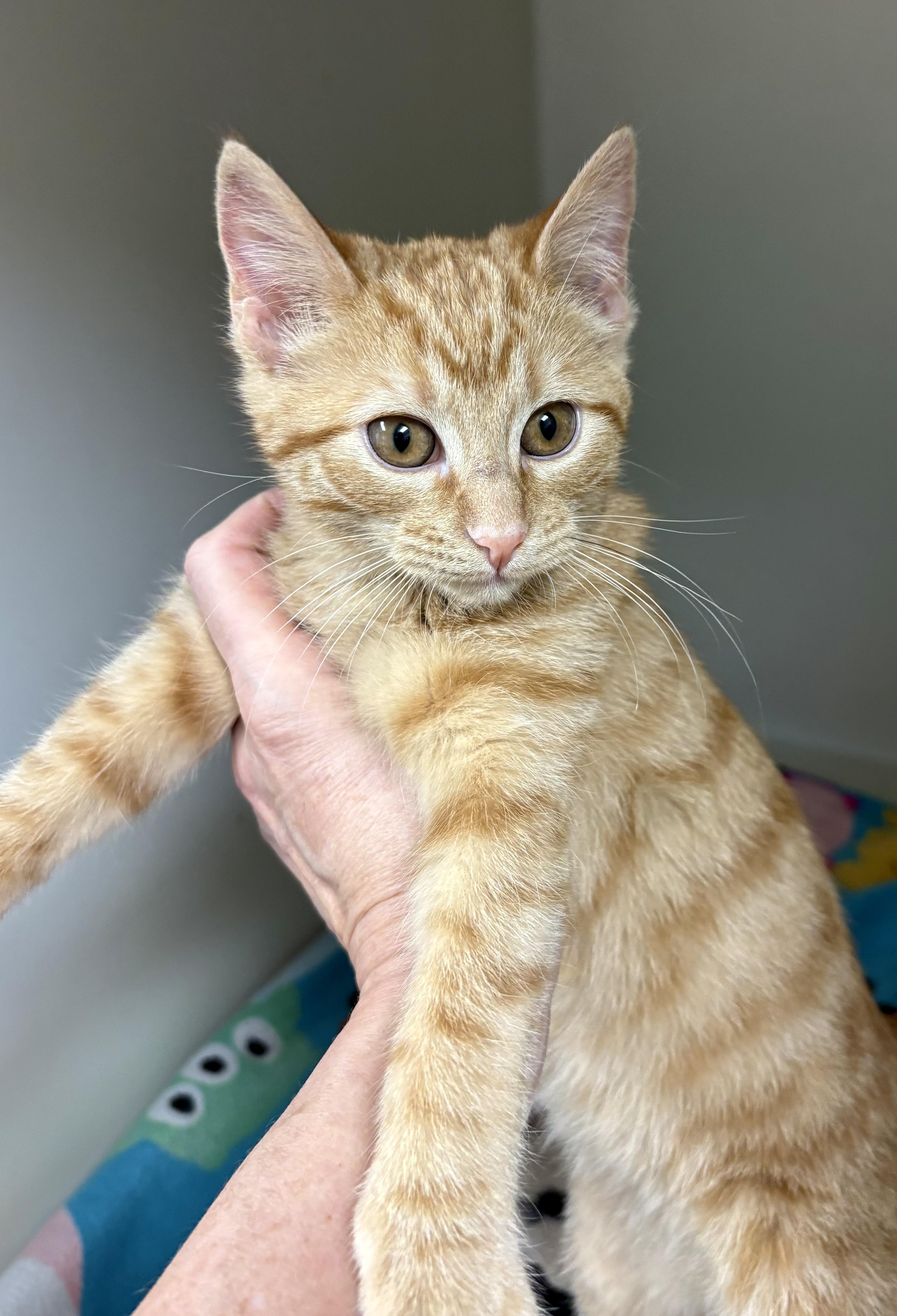Enlarge Ginger Gold , an adopted mixed breed in Charles City, IA image 4/4