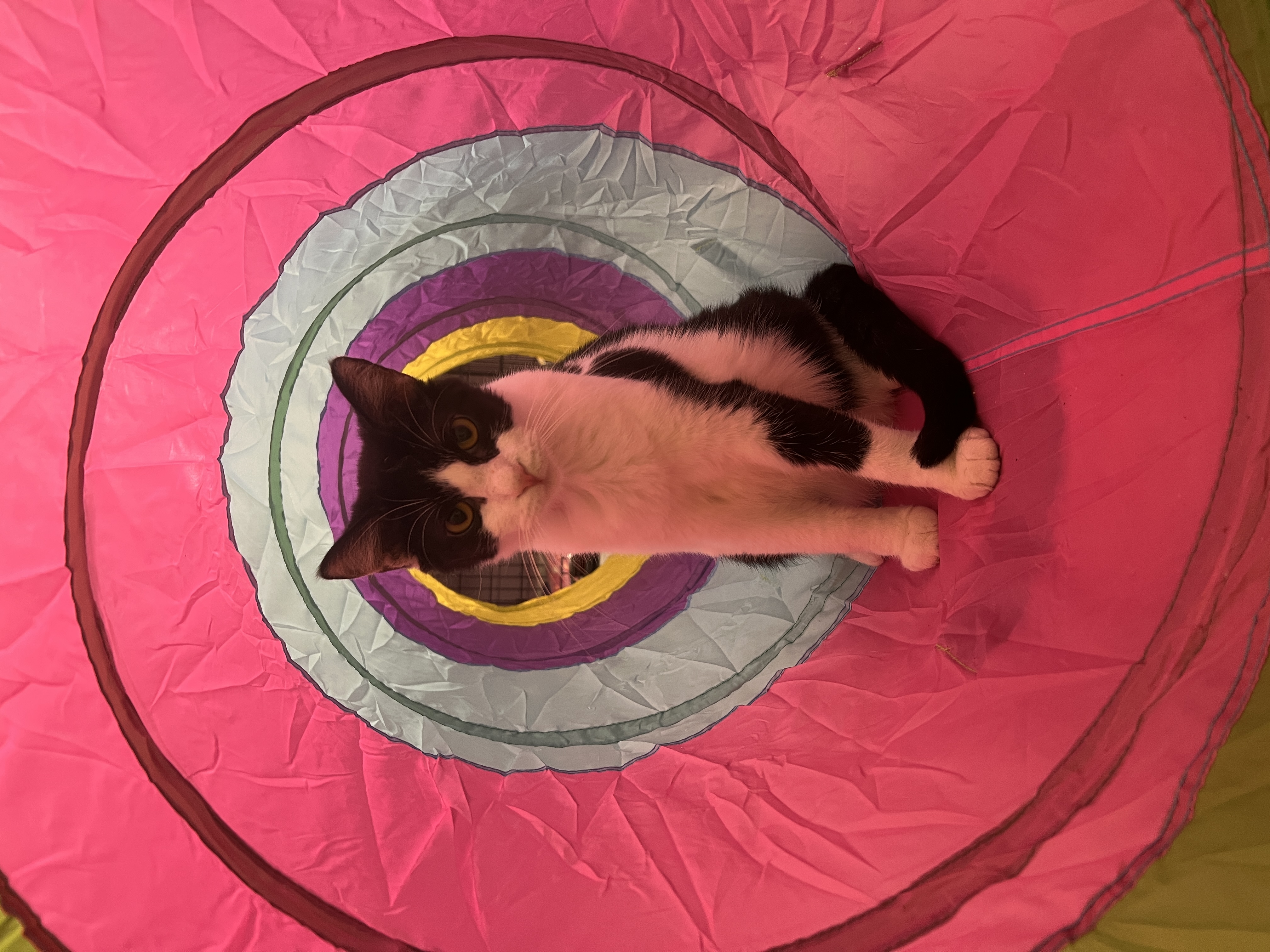 Ellie, Adoptable, Young Female Domestic Short Hair.