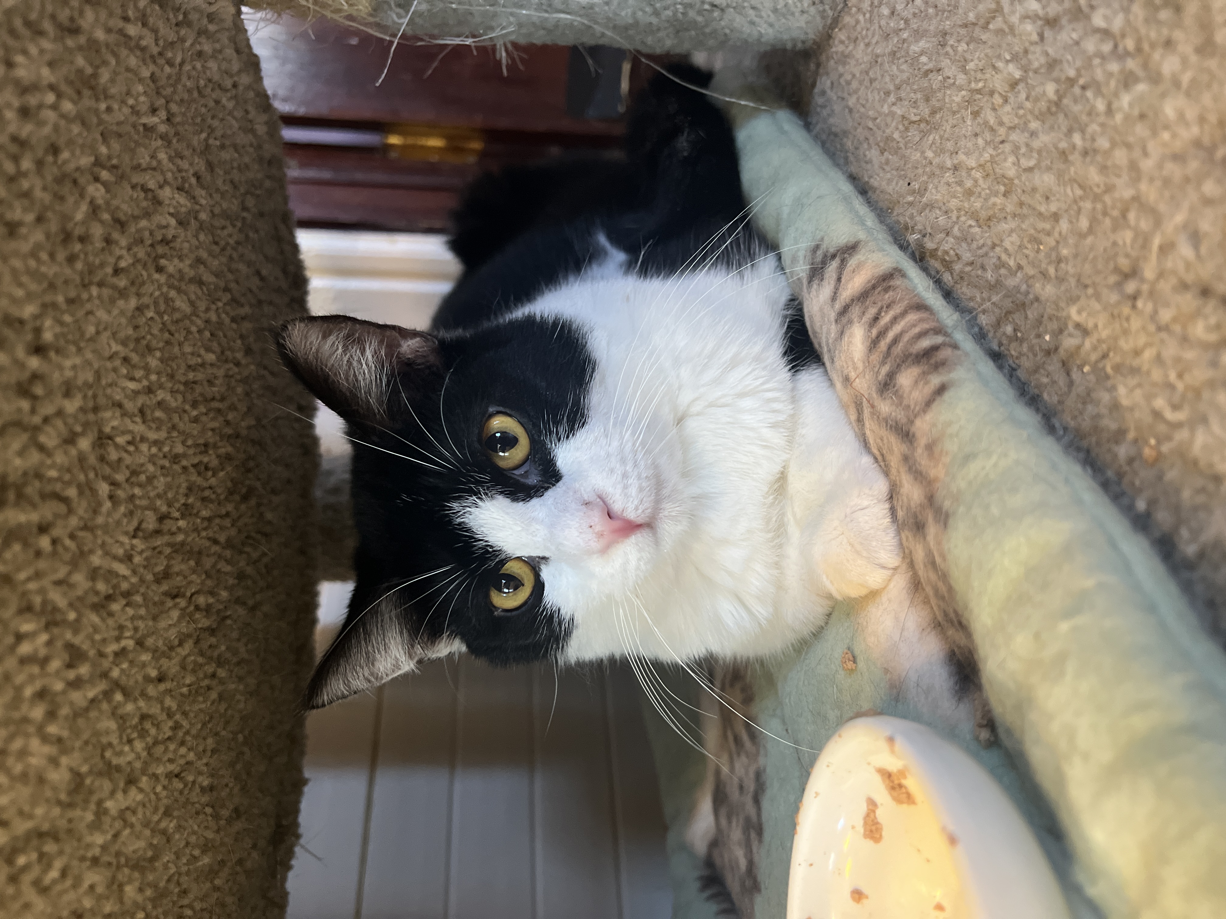 Ellie, Young Female Domestic Short Hair