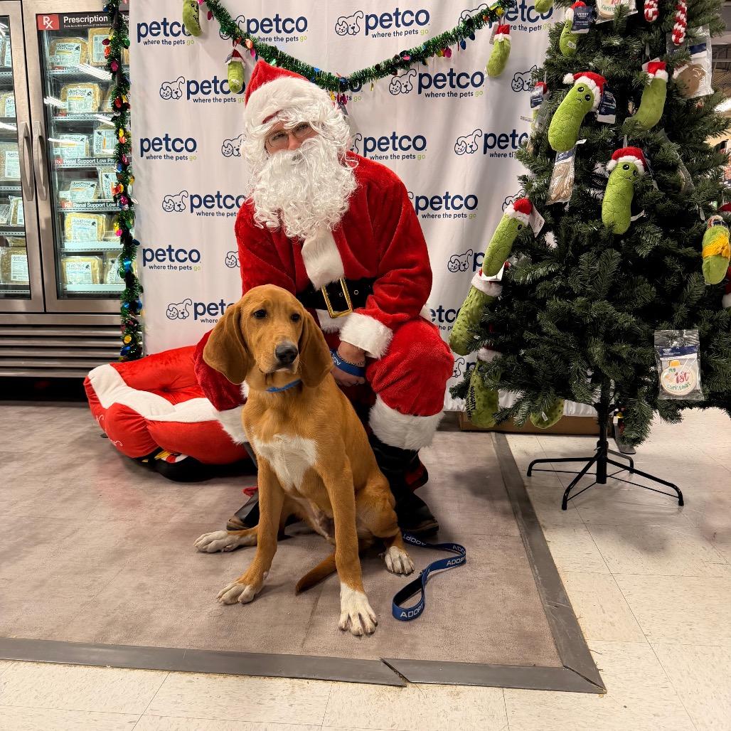 Rex, Adoptable, Puppy Male Bloodhound.