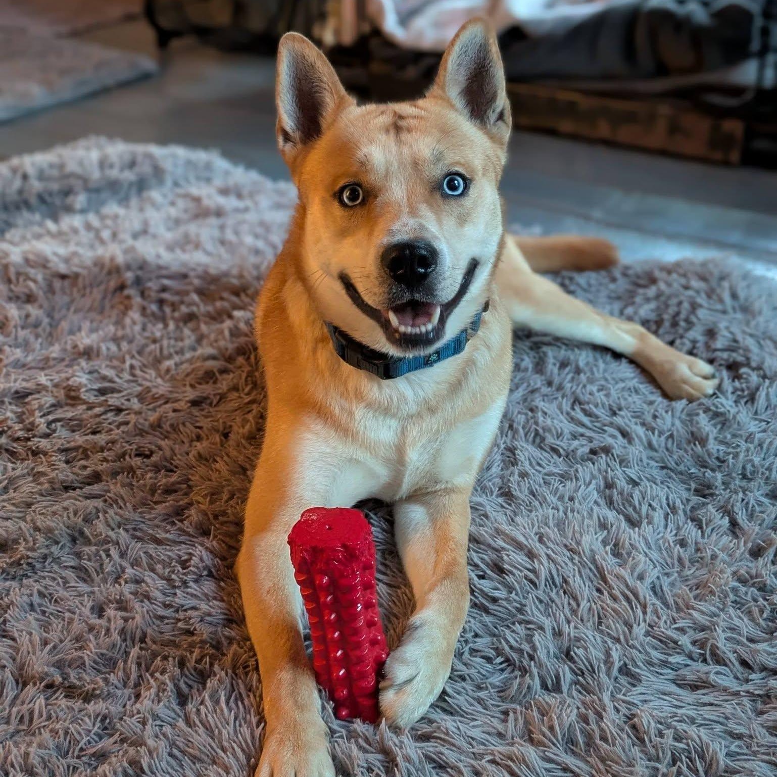Atlas, ADOPTABLE, Young Male Husky.