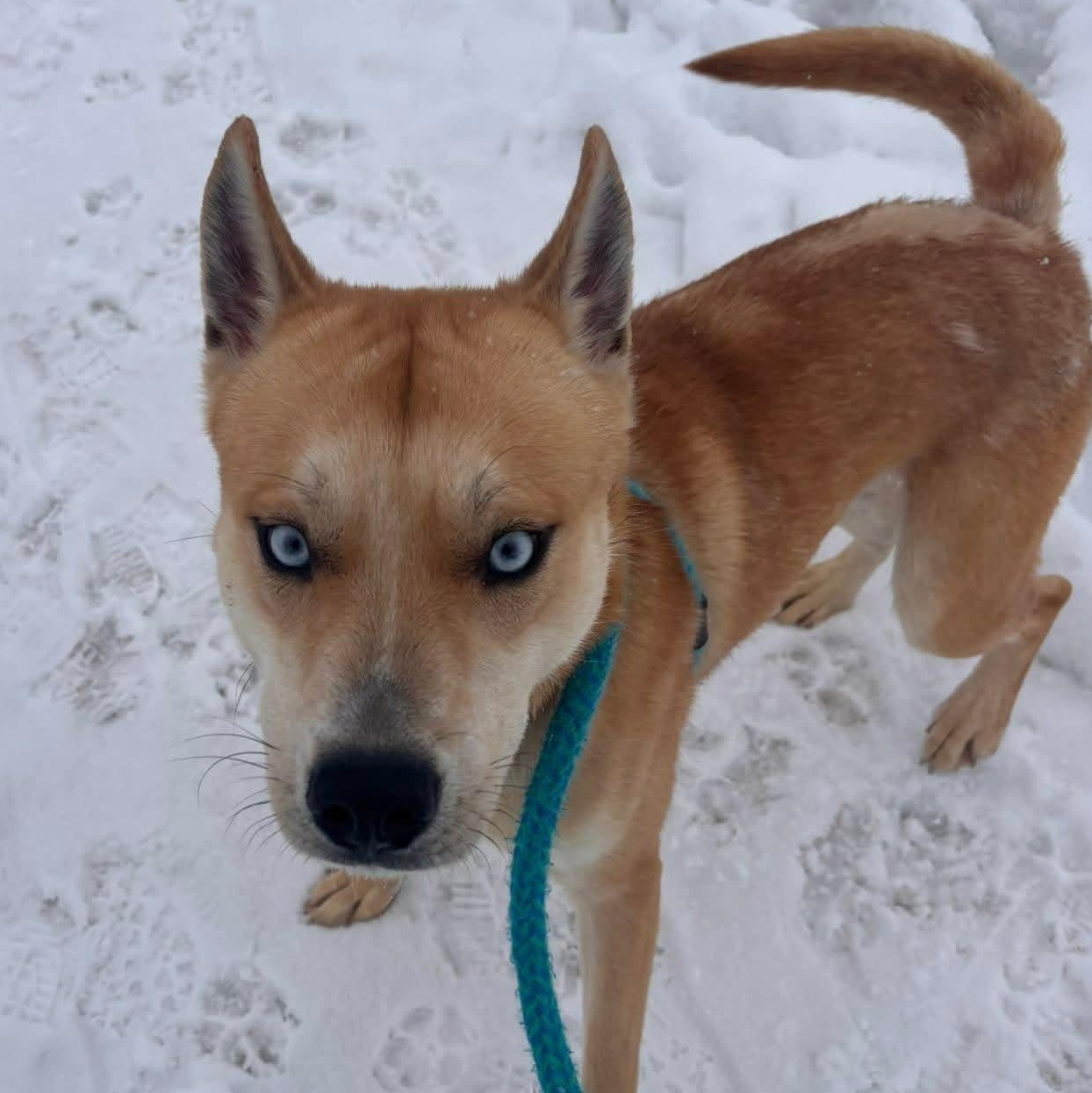 Enlarge Atlas, a ADOPTABLE Husky in North Syracuse, NY image 2/3
