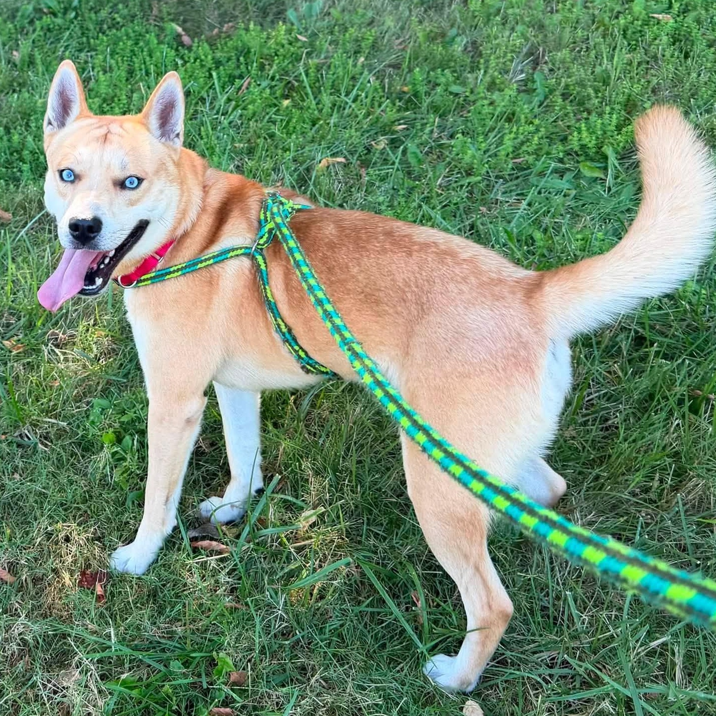 Enlarge Atlas, a ADOPTABLE Husky in North Syracuse, NY image 5/5