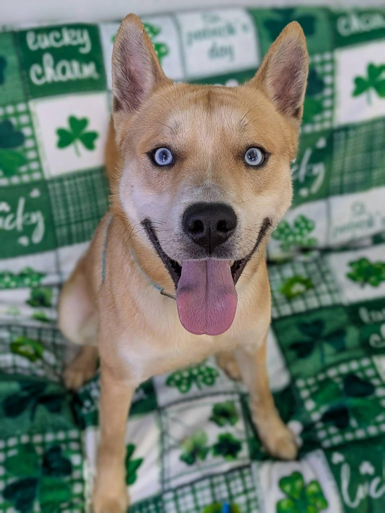 Enlarge Atlas, a ADOPTABLE Husky in North Syracuse, NY image 3/3