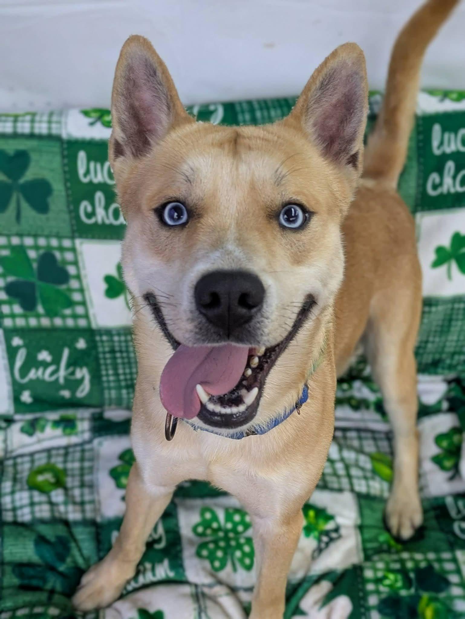 Enlarge Atlas, a ADOPTABLE Husky in North Syracuse, NY image 1/3