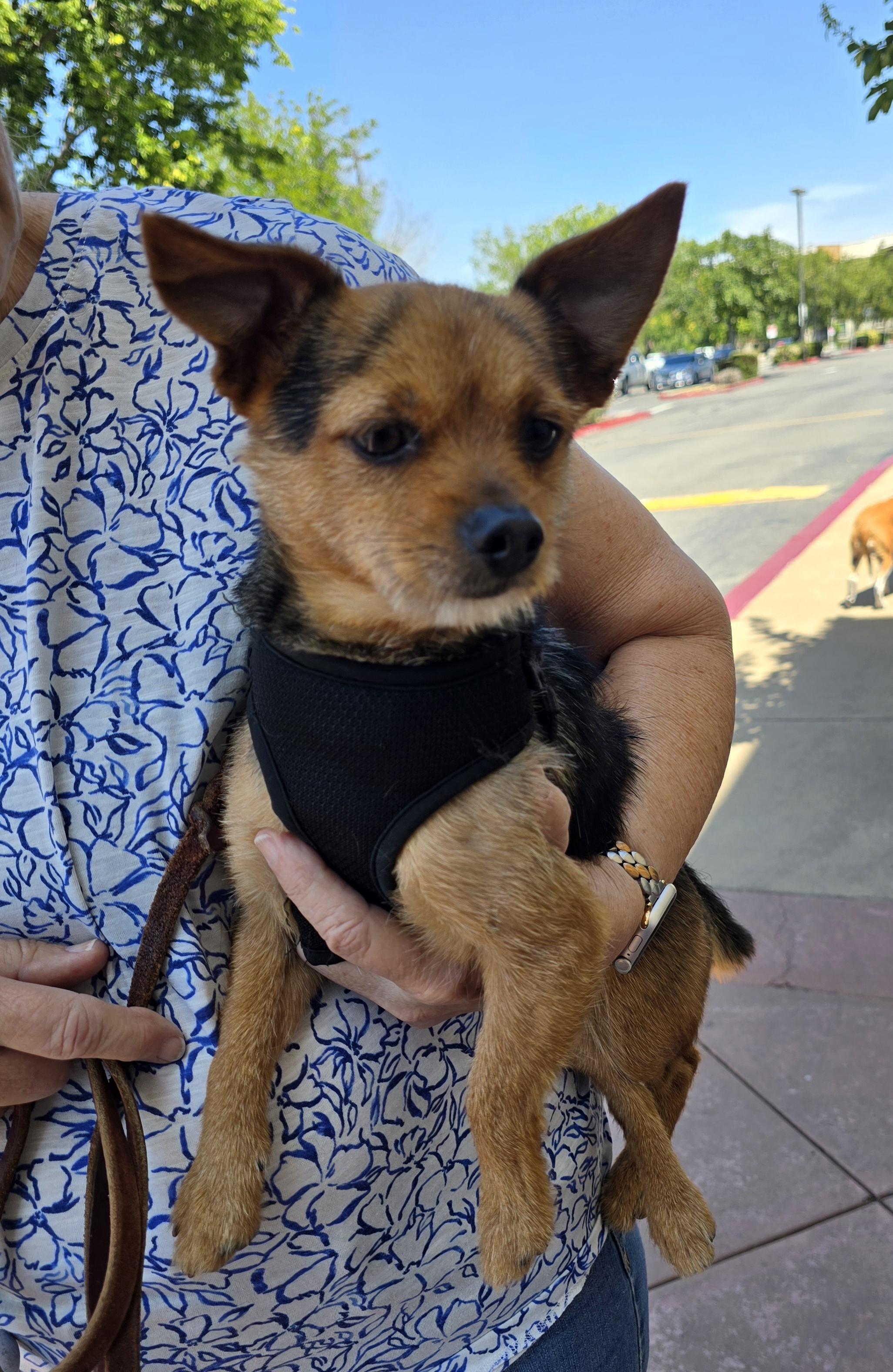 Duke, adopted, Adult Male Norwich Terrier.