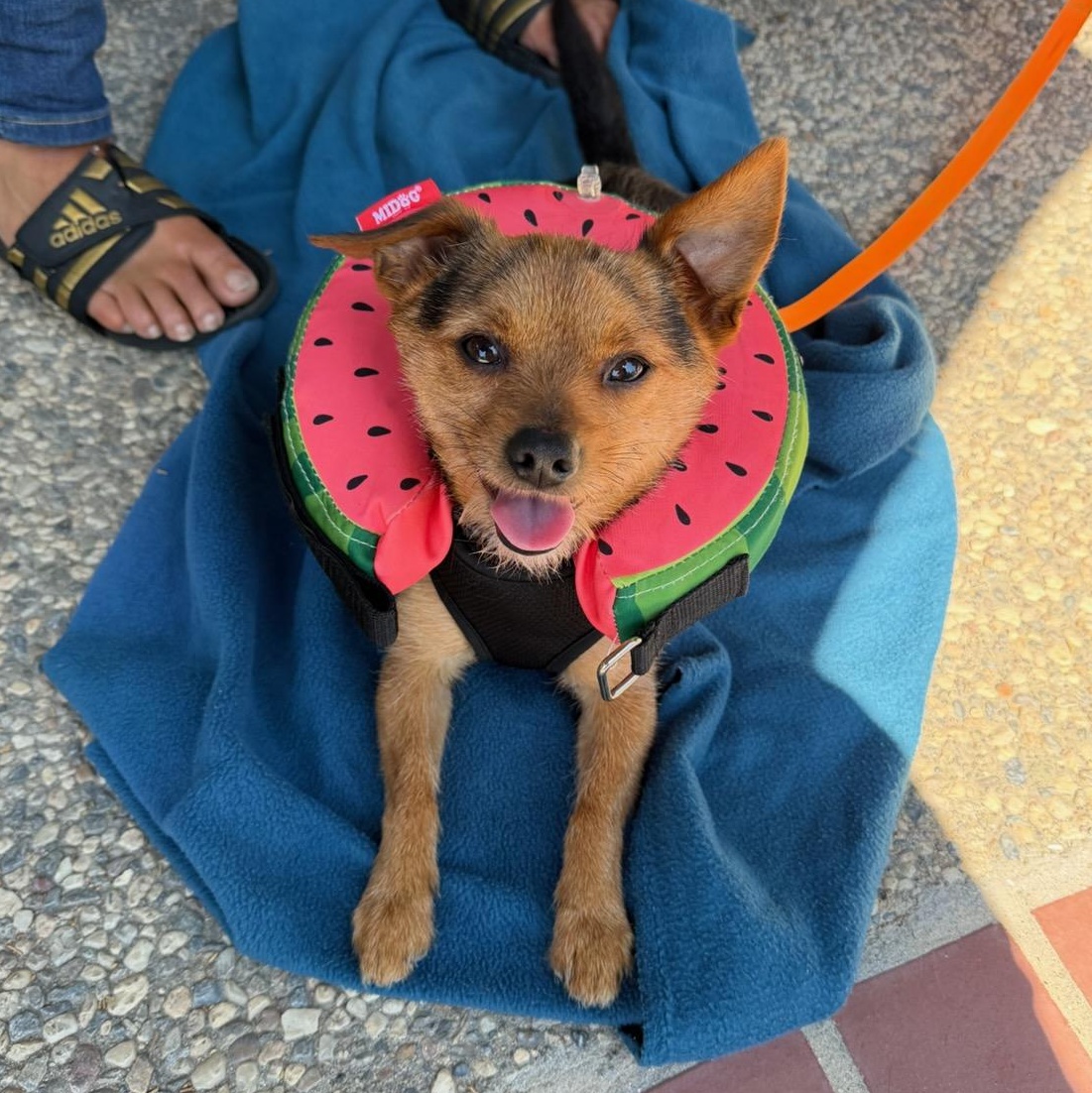 Duke, an adopted mixed breed in Tracy, CA image 2/2