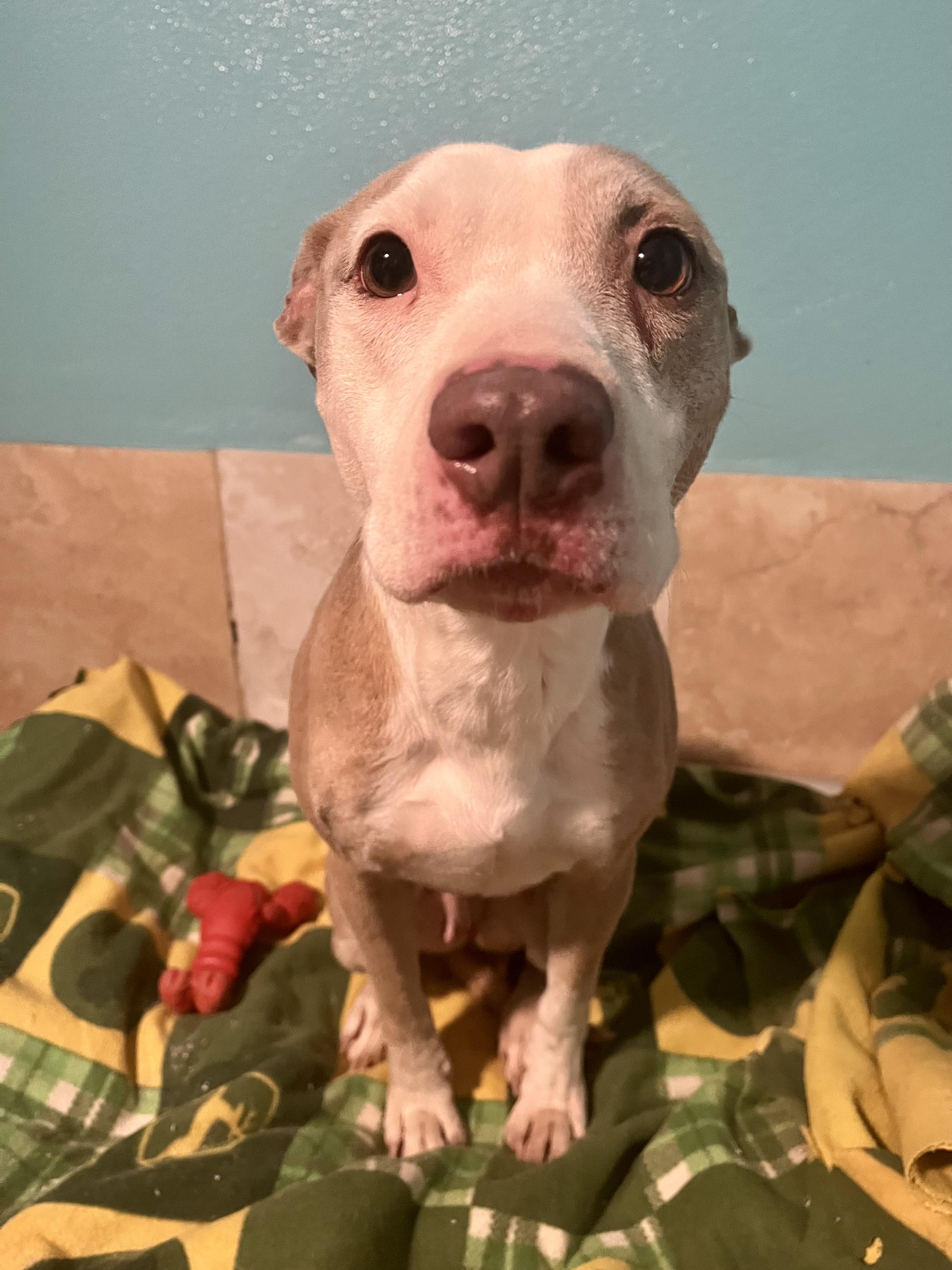 Enlarge Mocha, a Adopted American Staffordshire Terrier in RYE, CO image 1/1
