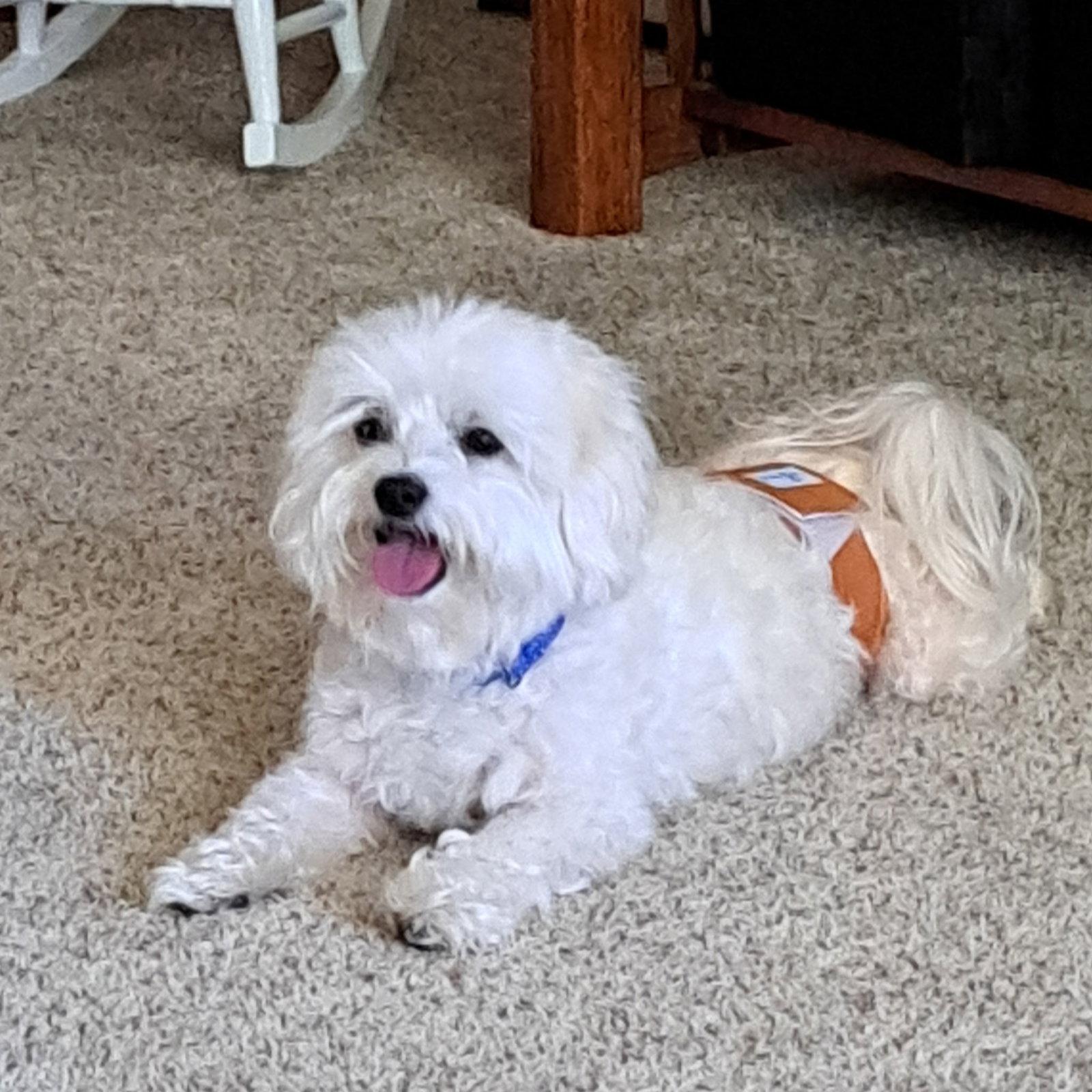 Charlie, Adoptable, Senior Male Coton de Tulear.