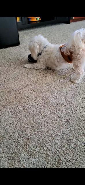 Enlarge Charlie, a Adoptable Coton de Tulear in Bay City, MI image 2/3