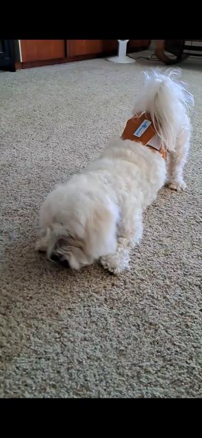 Enlarge Charlie, a Adoptable Coton de Tulear in Bay City, MI image 3/3