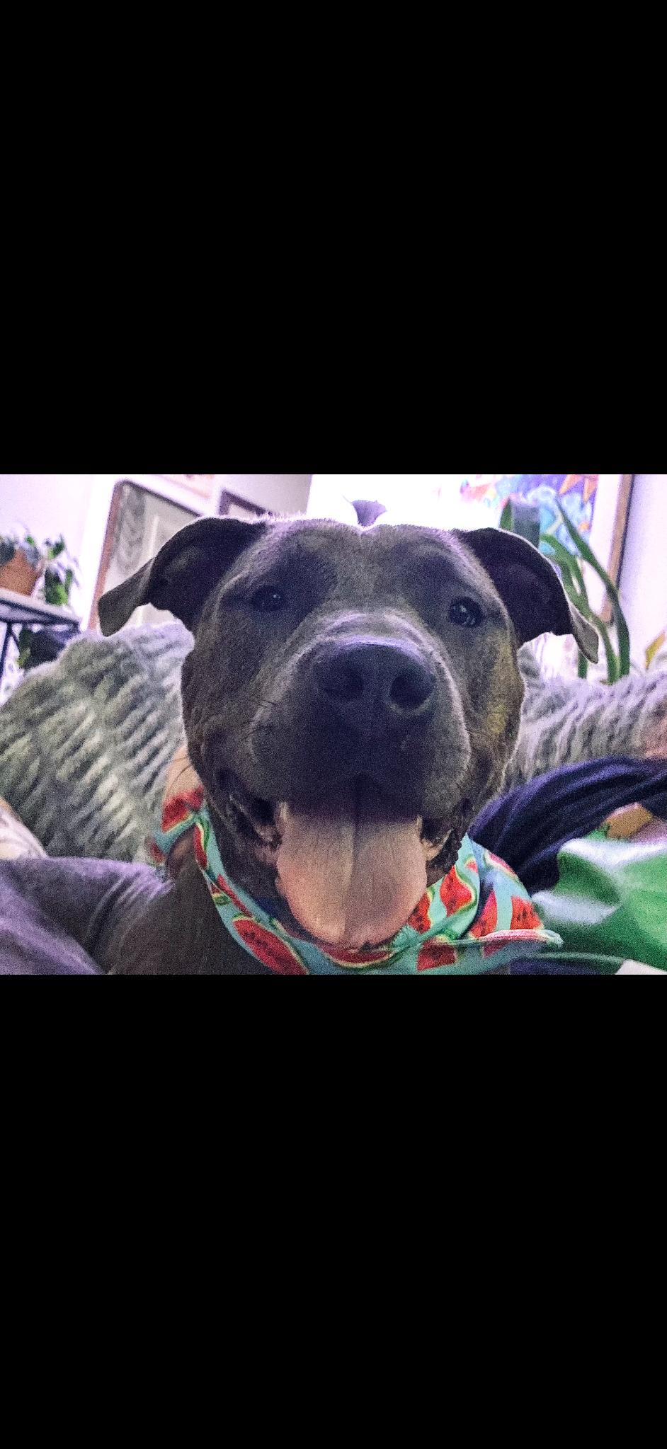 Enlarge Lakin, a Adoptable mixed breed in Lake Worth, FL image 3/6