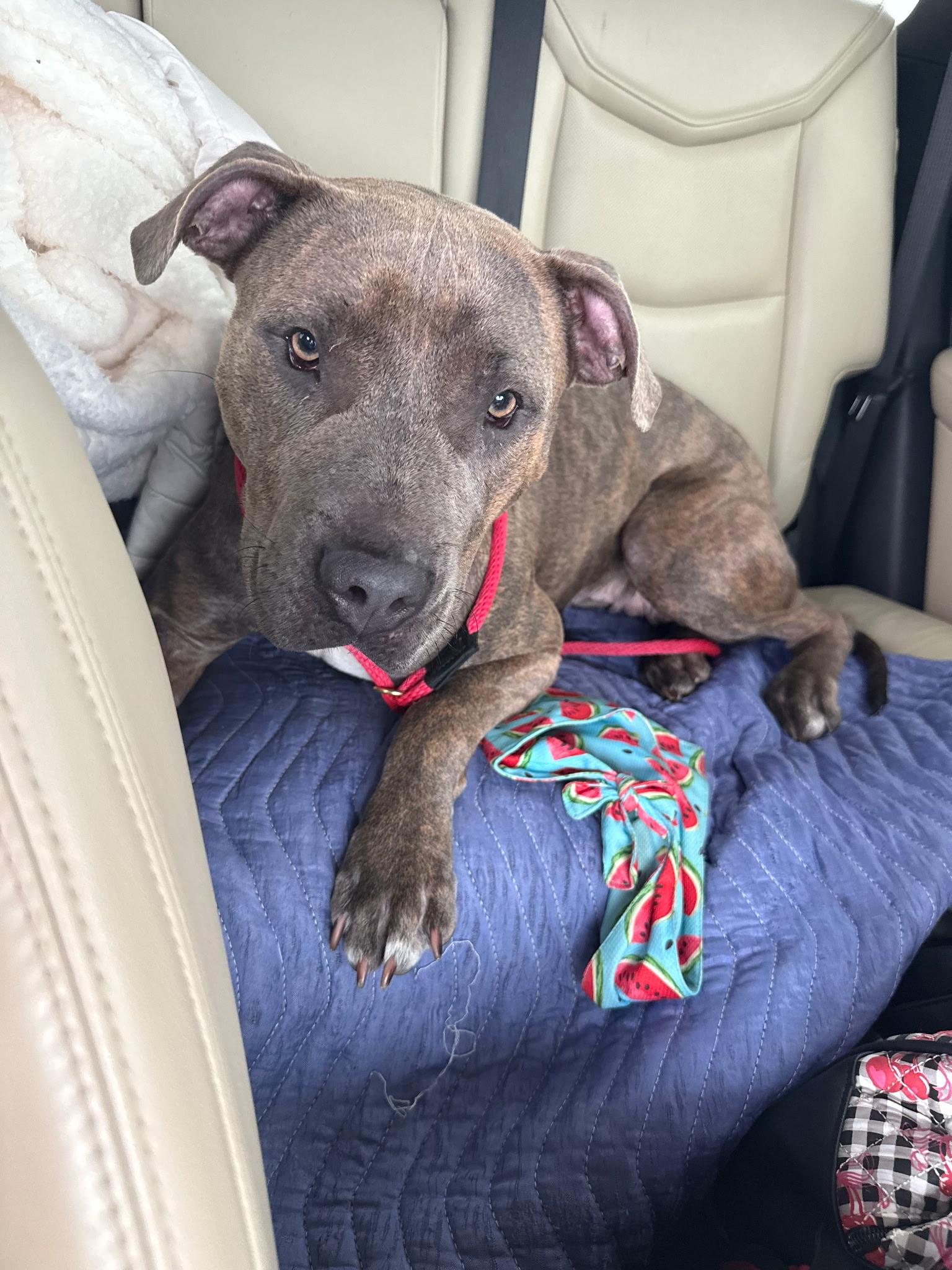 Enlarge Lakin, a Adoptable mixed breed in Lake Worth, FL image 2/6