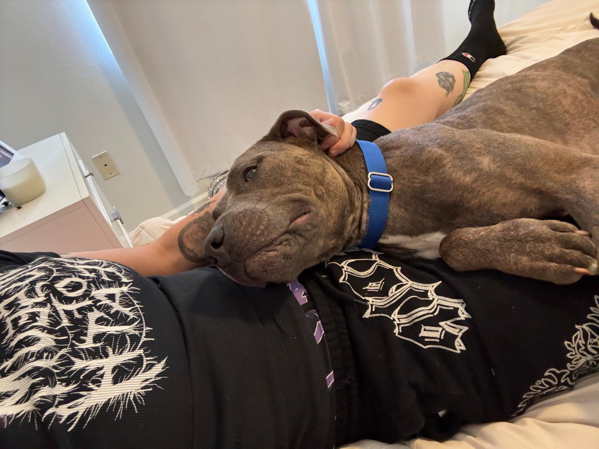 Enlarge Lakin, a Adoptable mixed breed in Lake Worth, FL image 5/6